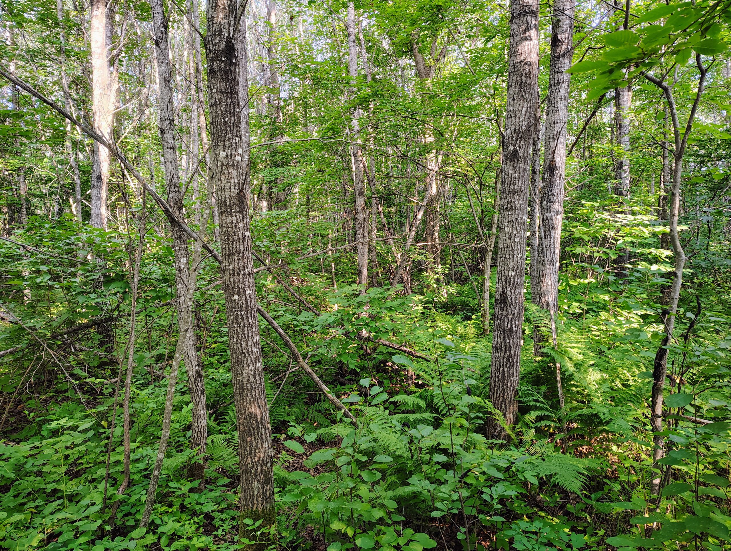Land for Sale in Glidden, Wisconsin