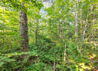 Land for Sale in Glidden, Wisconsin
