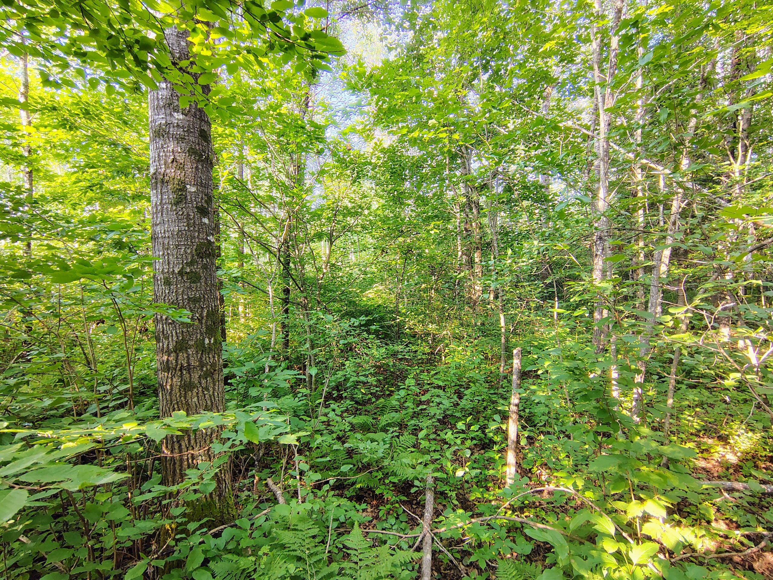 Land for Sale in Glidden, Wisconsin