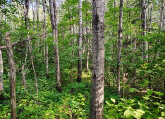 Land for Sale in Glidden, Wisconsin