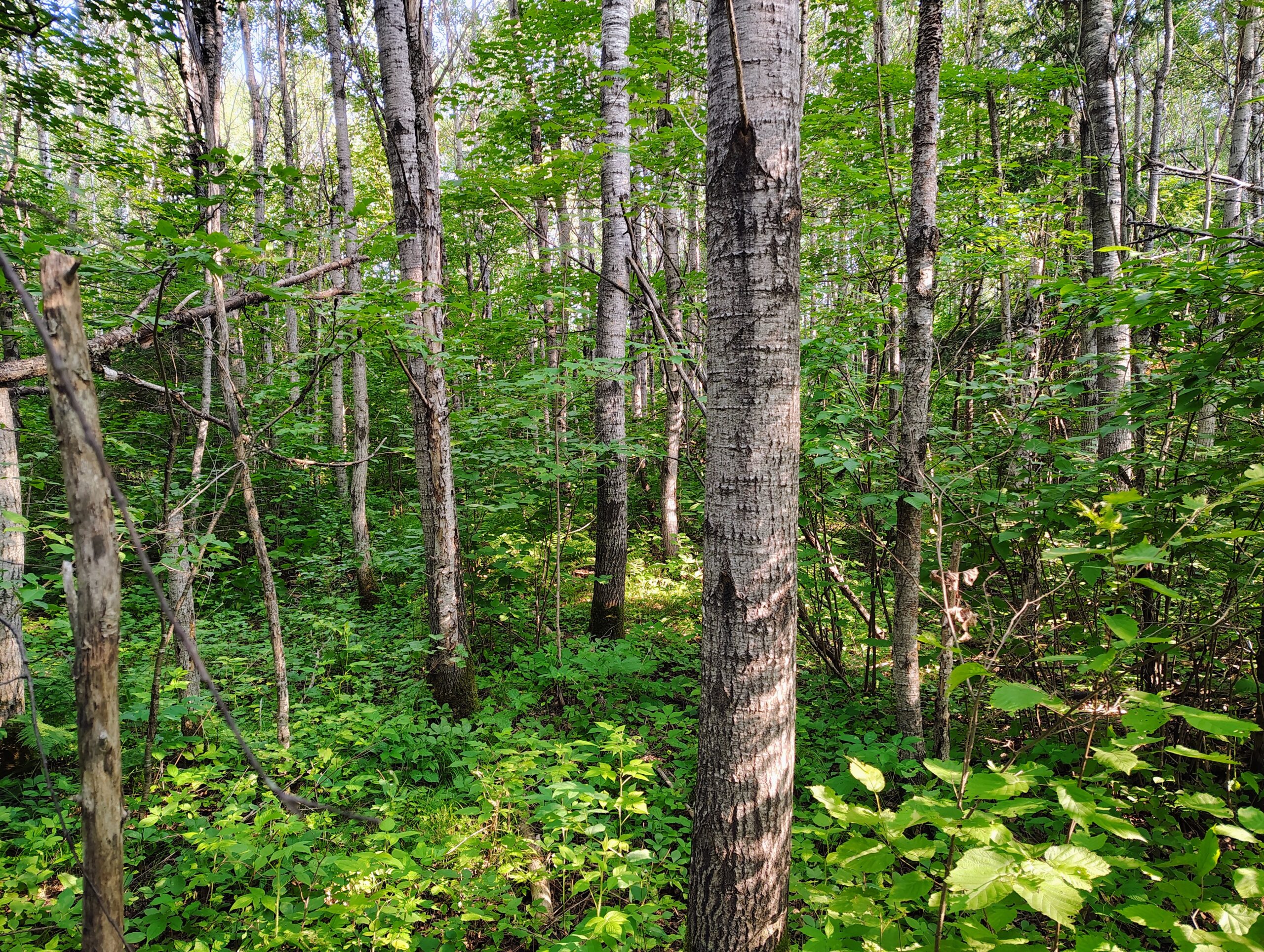 Land for Sale in Glidden, Wisconsin