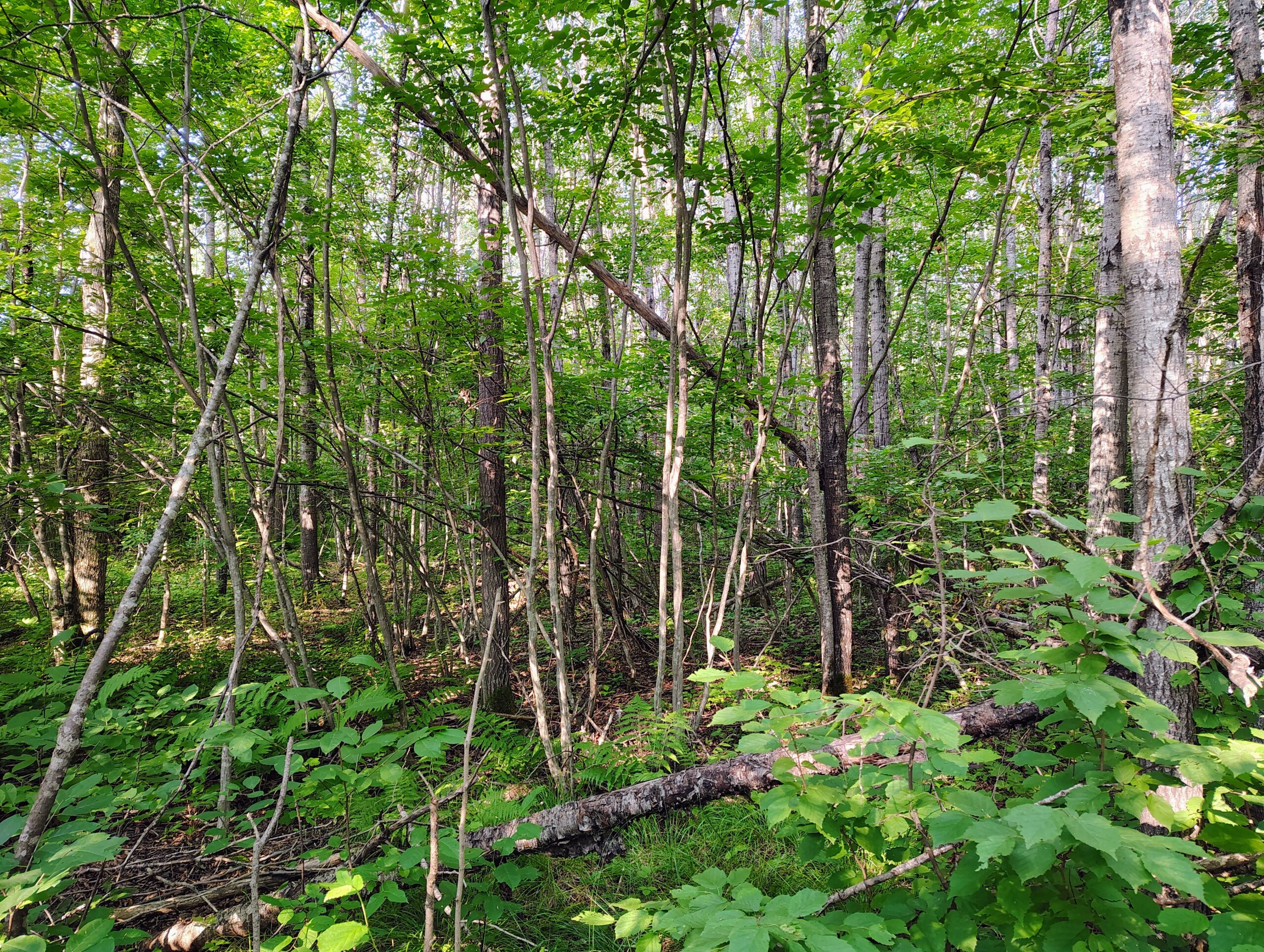 Land for Sale in Glidden, Wisconsin