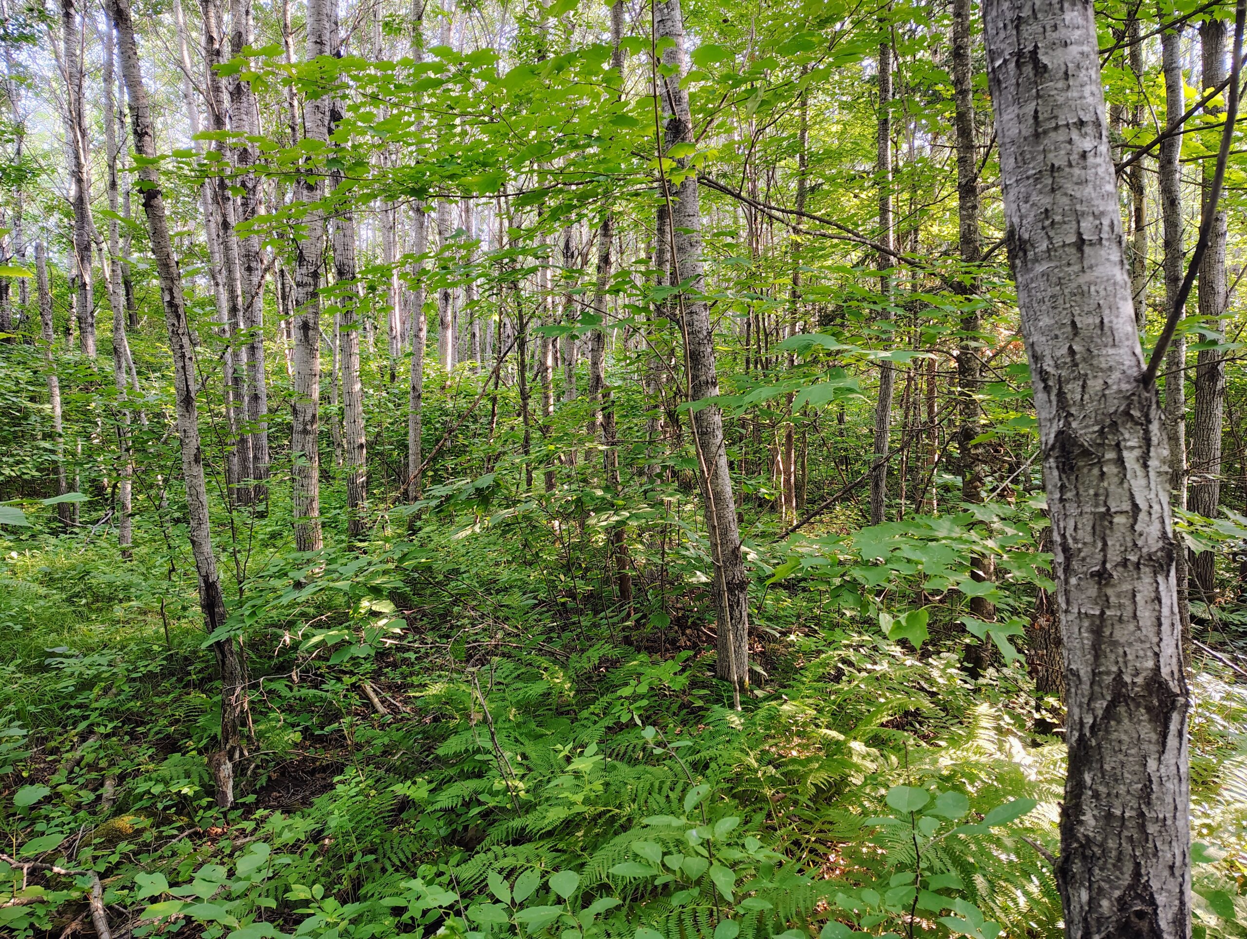 Land for Sale in Glidden, Wisconsin