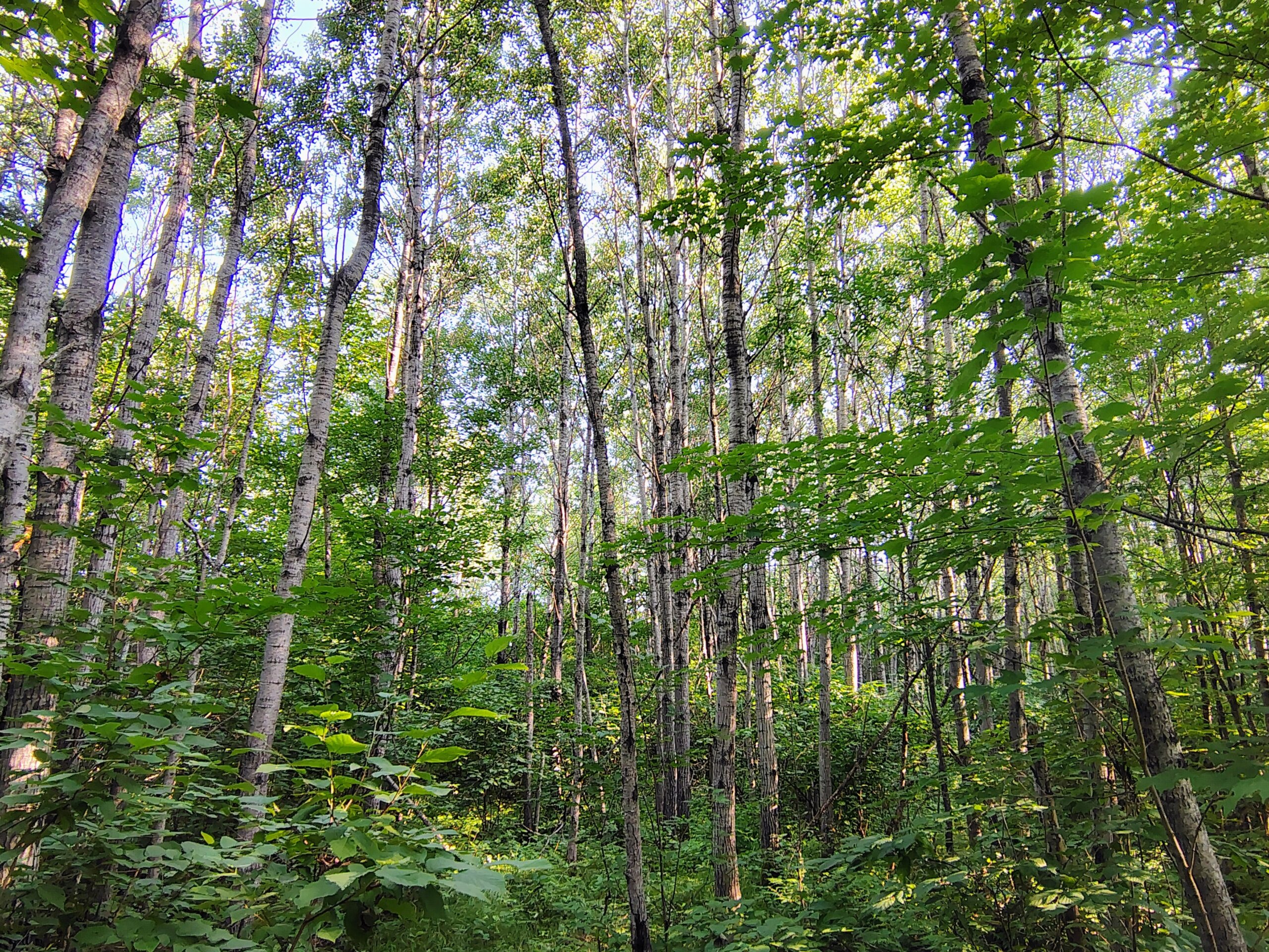 Land for Sale in Glidden, Wisconsin