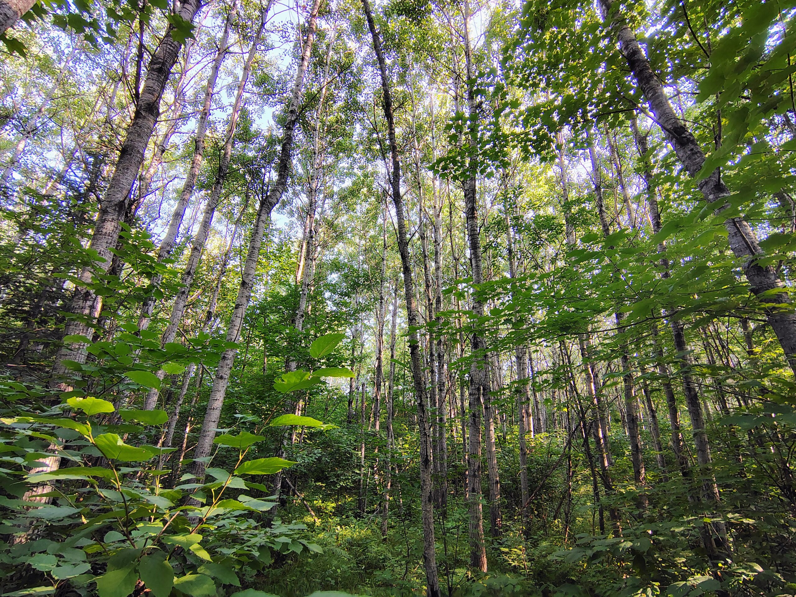 Land for Sale in Glidden, Wisconsin