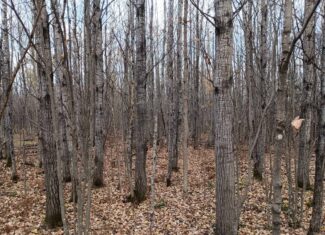 Land for Sale in Glidden, Wisconsin