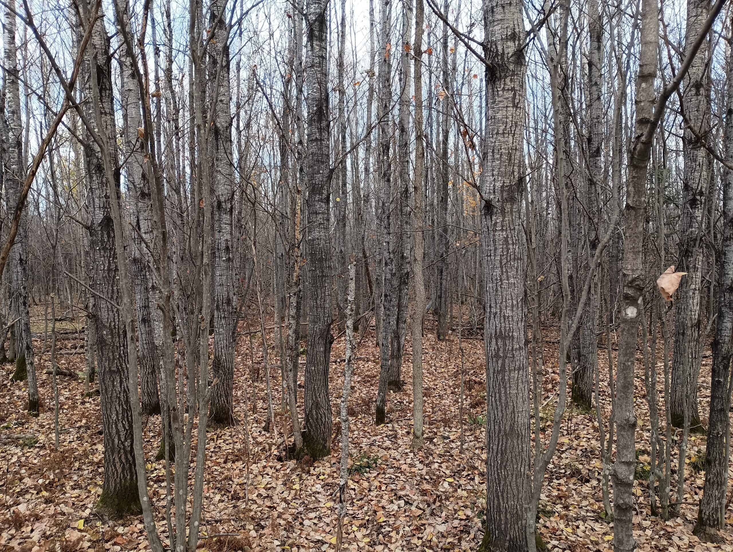 Land for Sale in Glidden, Wisconsin