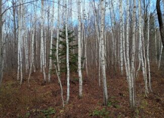 Land for Sale in Glidden, Wisconsin