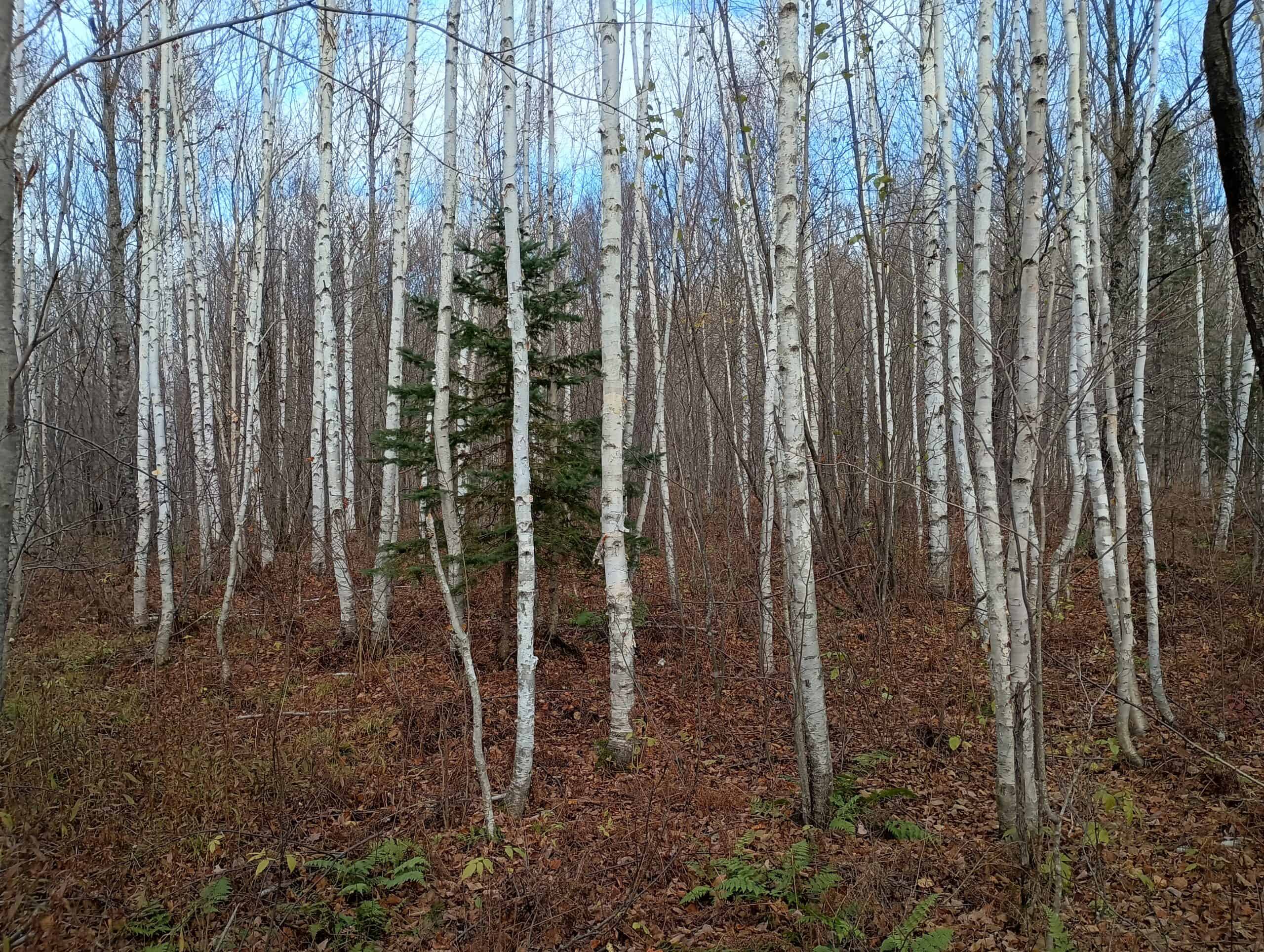 Land for Sale in Glidden, Wisconsin