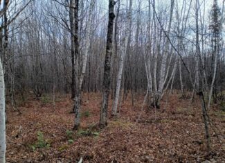 Land for Sale in Glidden, Wisconsin