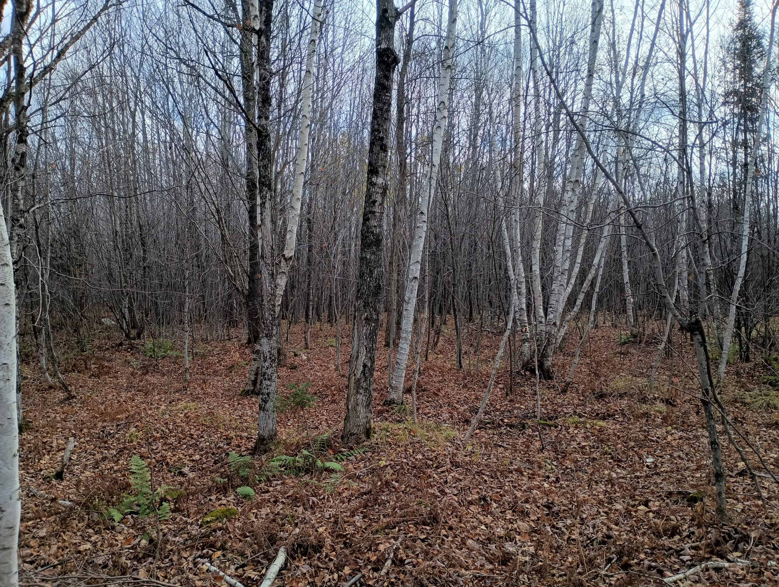 Land for Sale in Glidden, Wisconsin