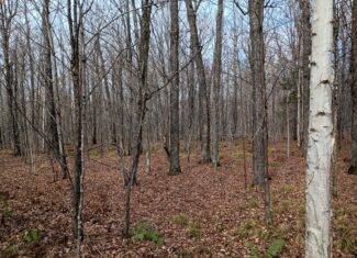 Land for Sale in Glidden, Wisconsin