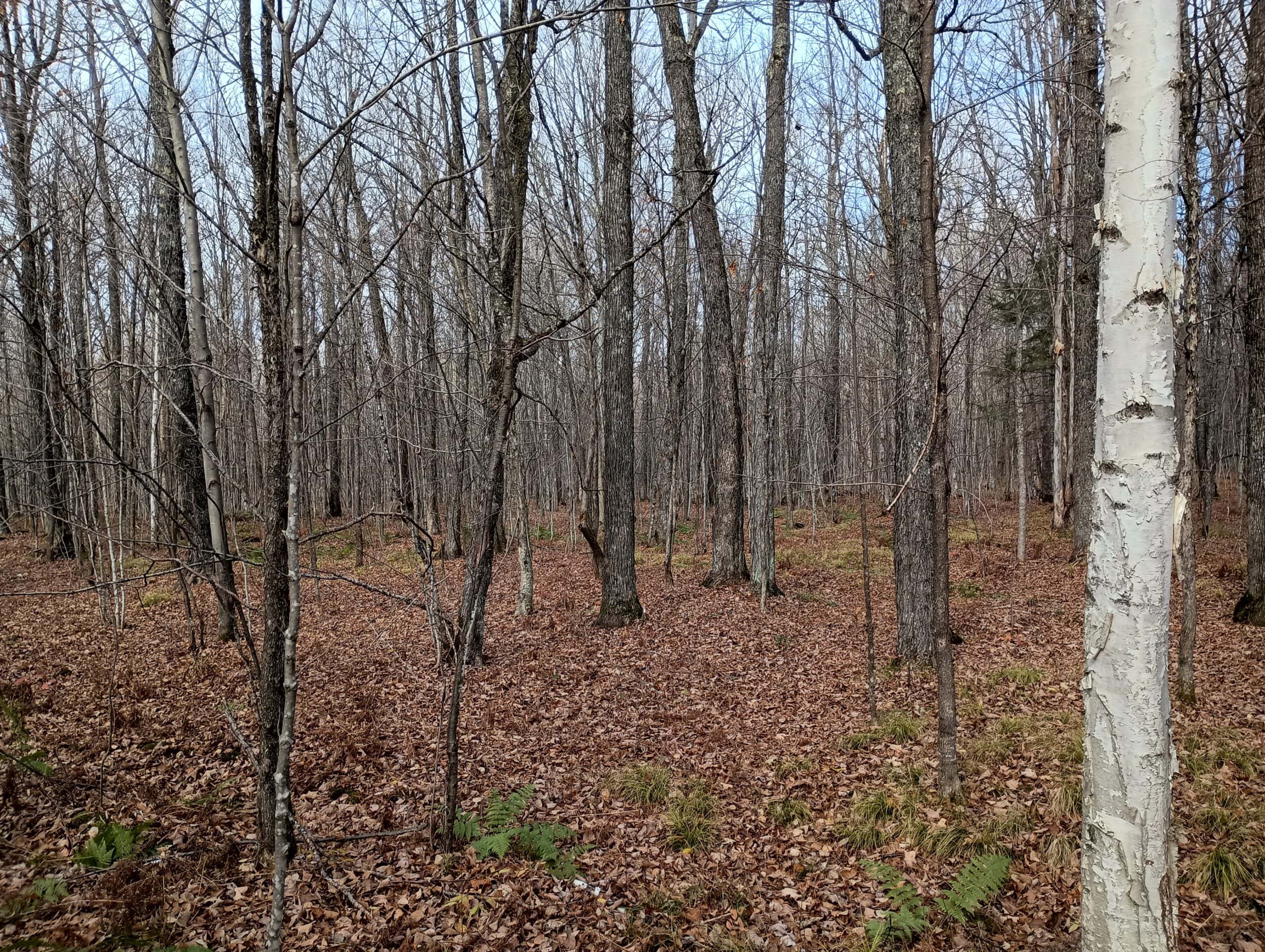 Land for Sale in Glidden, Wisconsin