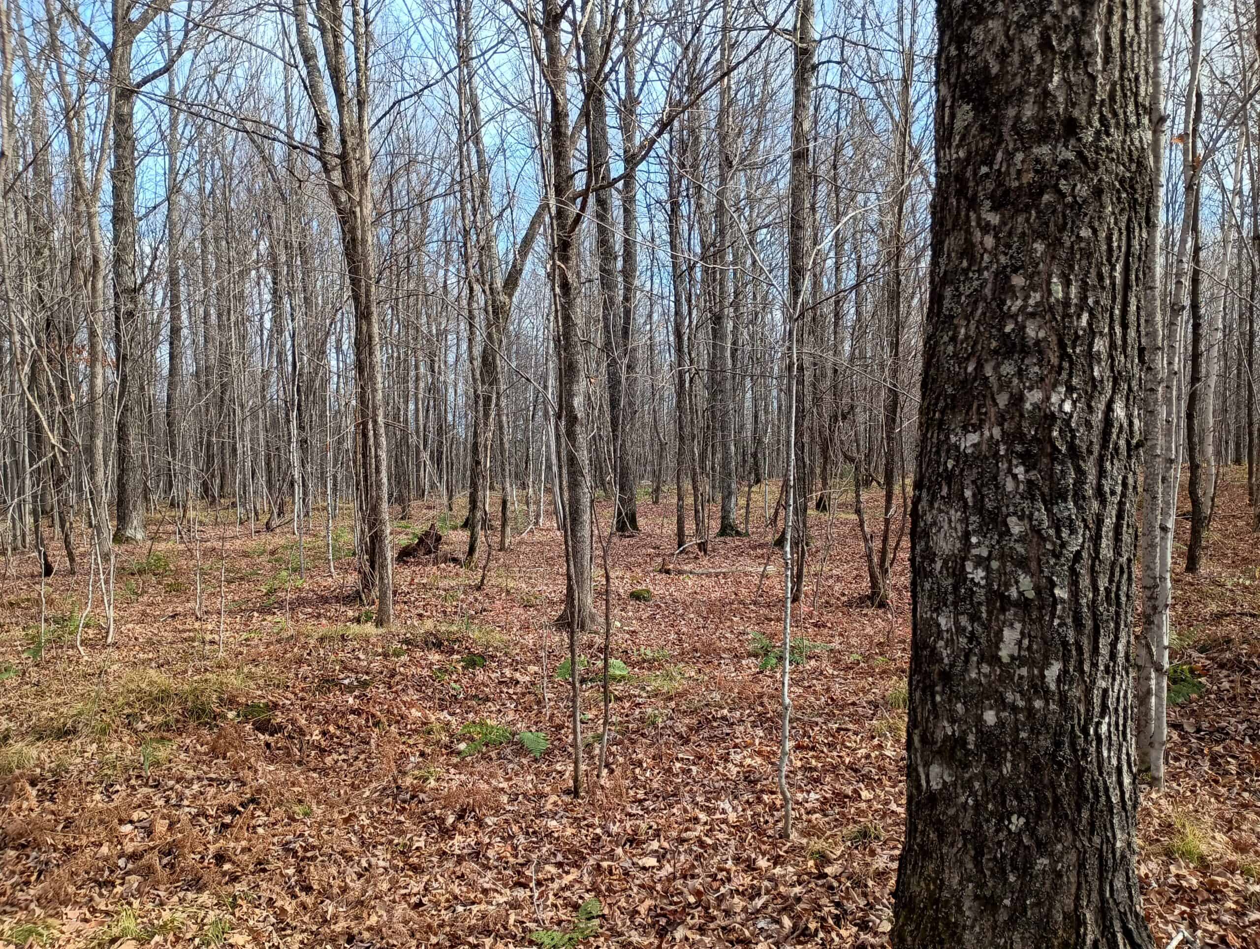 Land for Sale in Glidden, Wisconsin