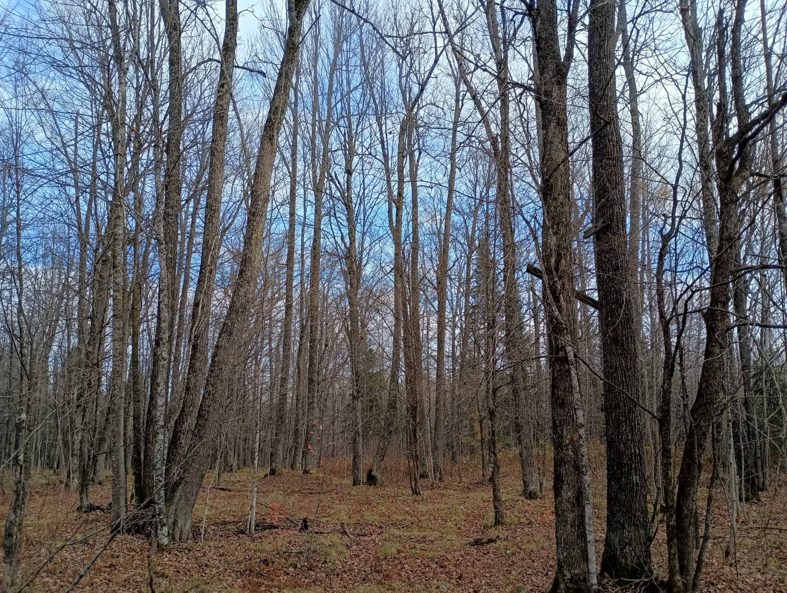 Land for Sale in Glidden, Wisconsin