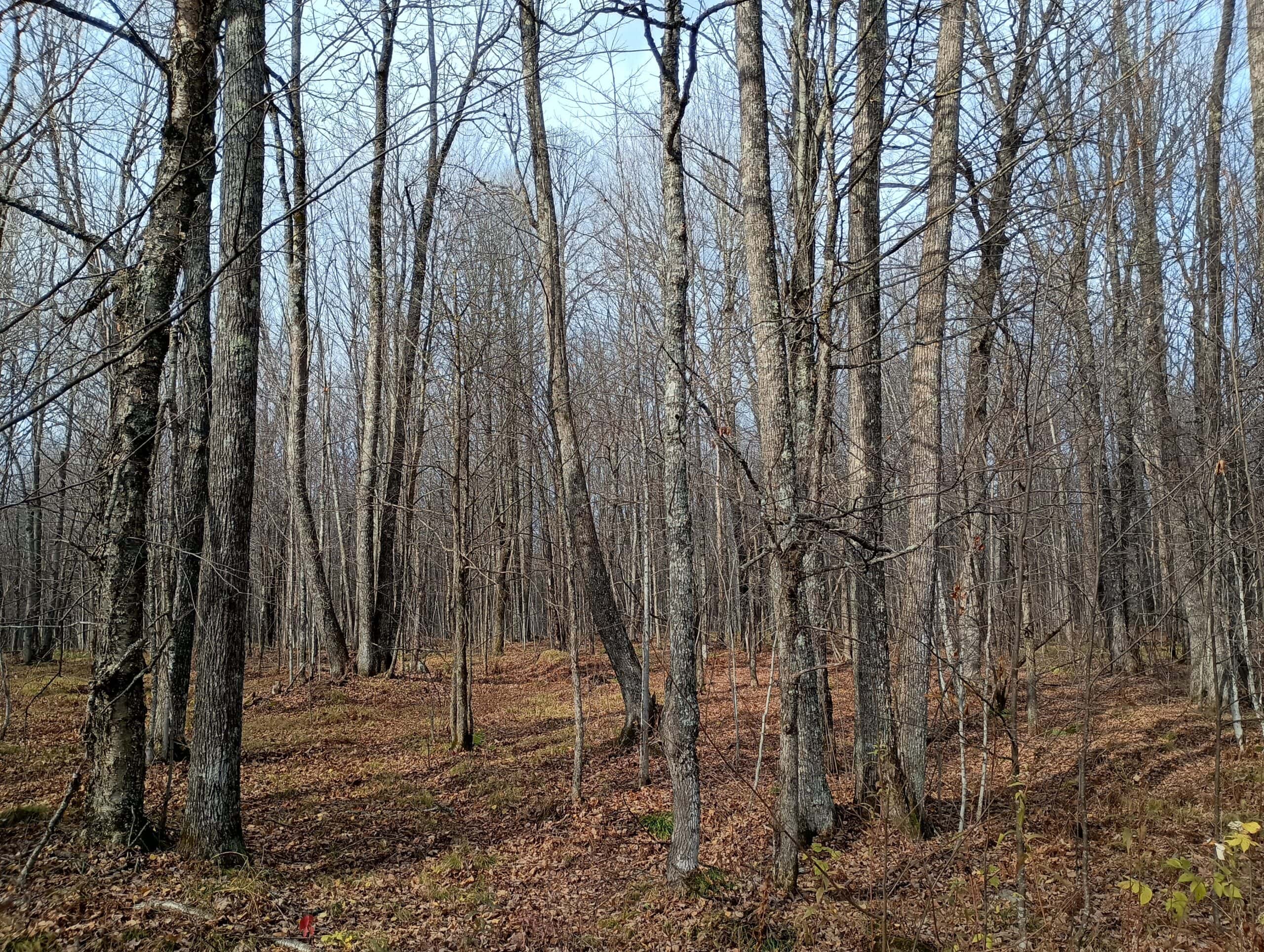 Land for Sale in Glidden, Wisconsin