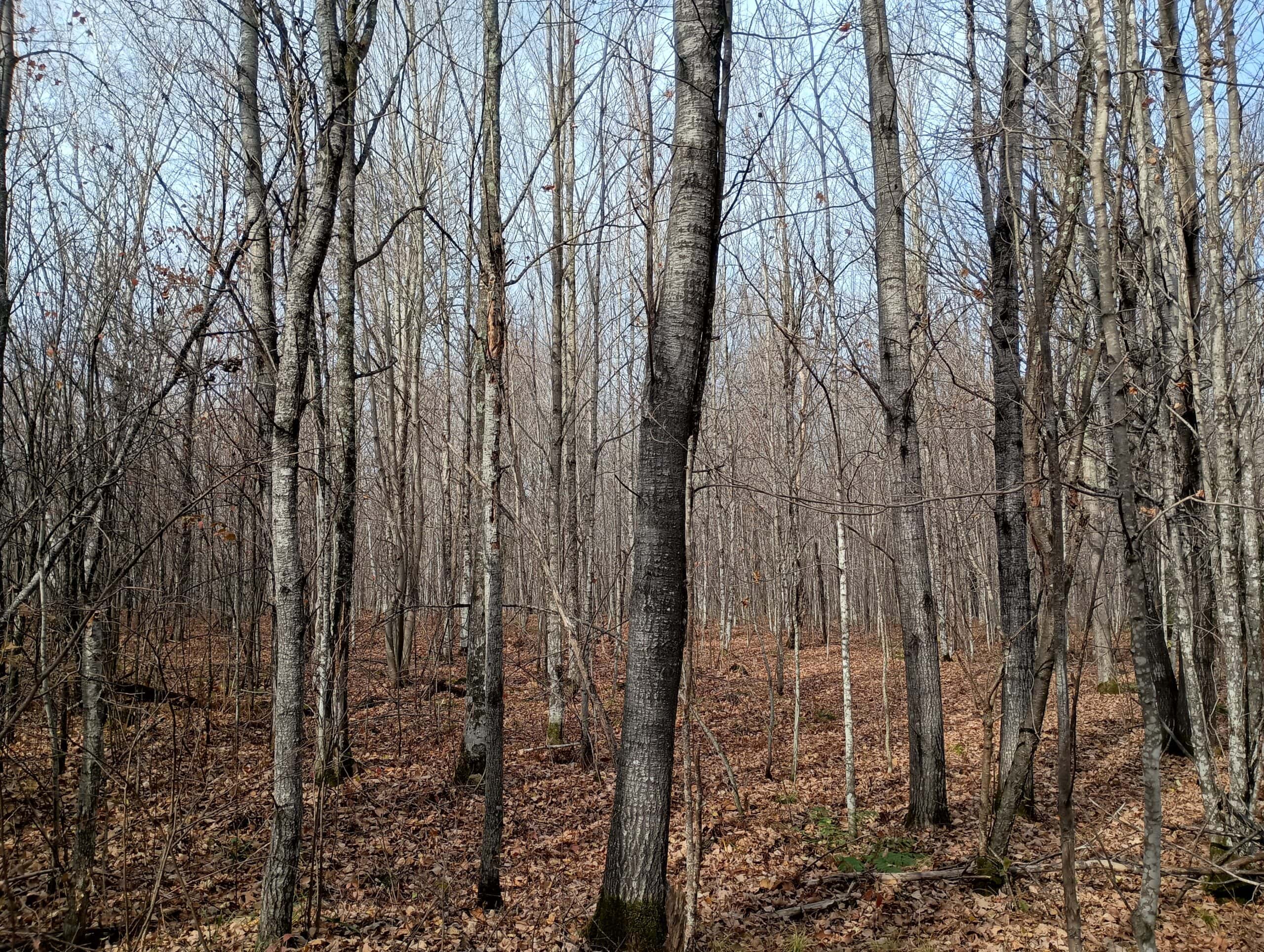 Land for Sale in Glidden, Wisconsin