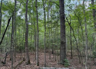 Land For Sale Simsboro LA Lincoln Parish