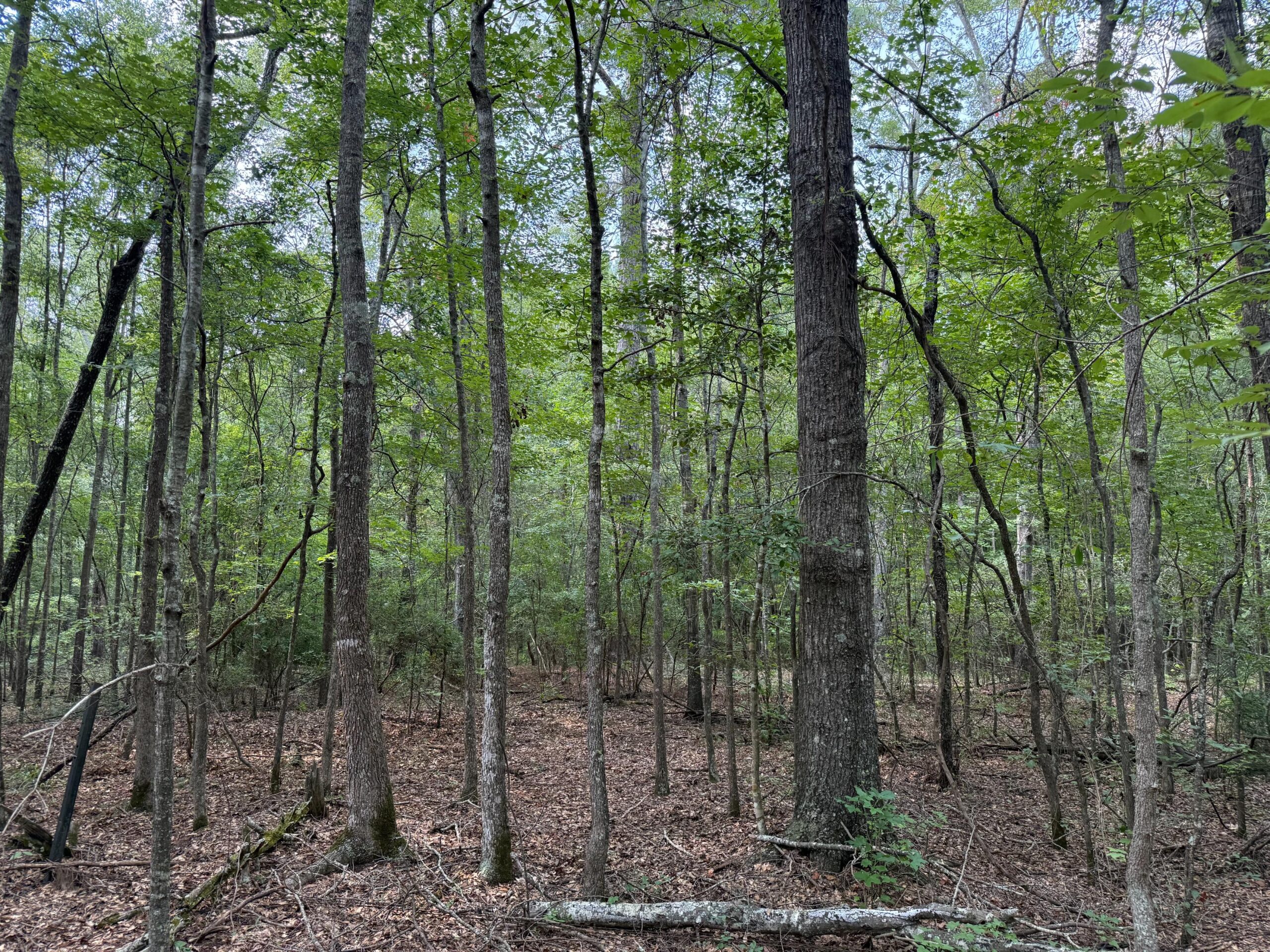 Land For Sale Simsboro LA Lincoln Parish
