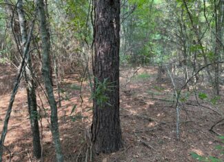Land For Sale Simsboro LA Lincoln Parish