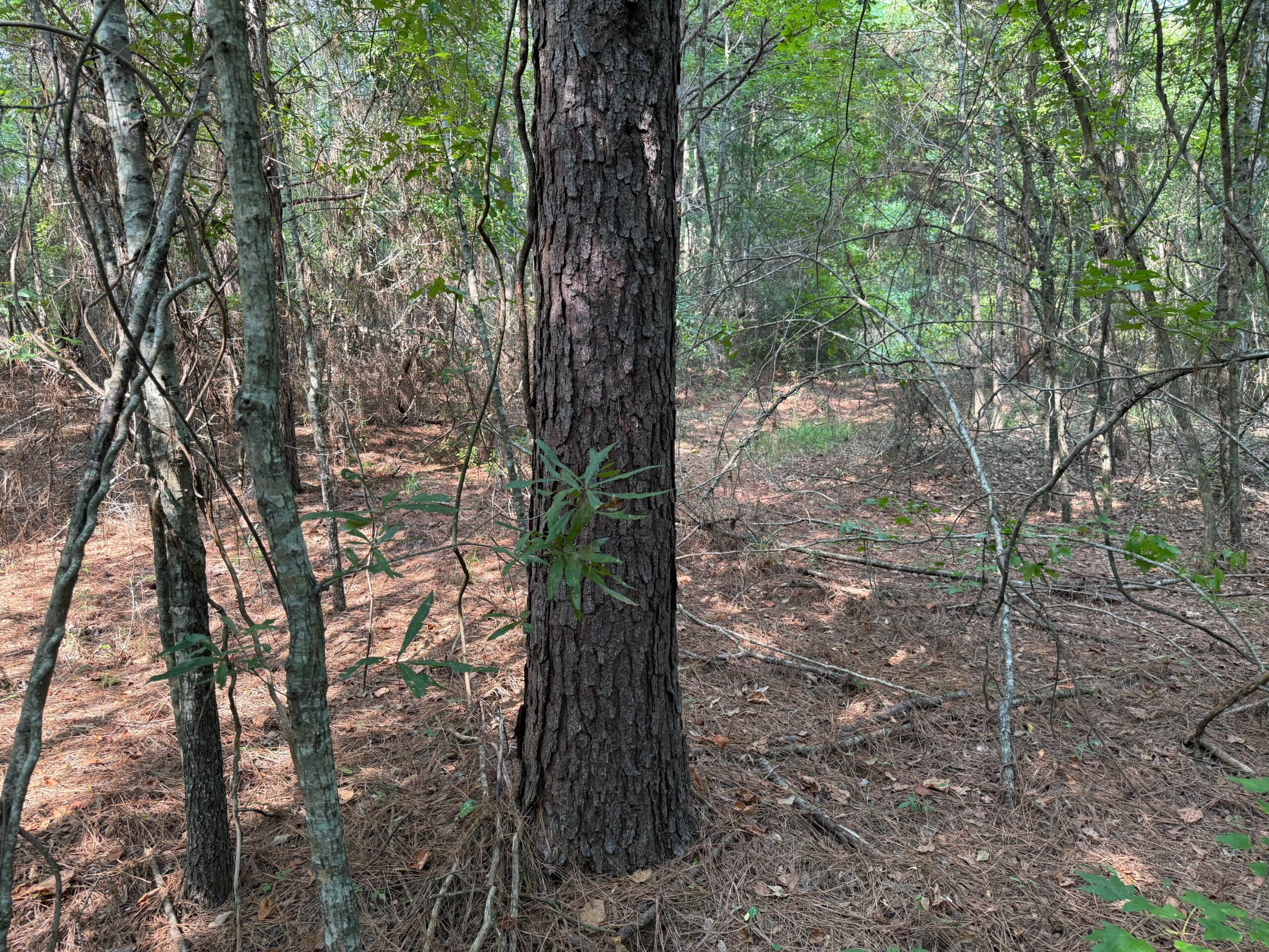 Land For Sale Simsboro LA Lincoln Parish