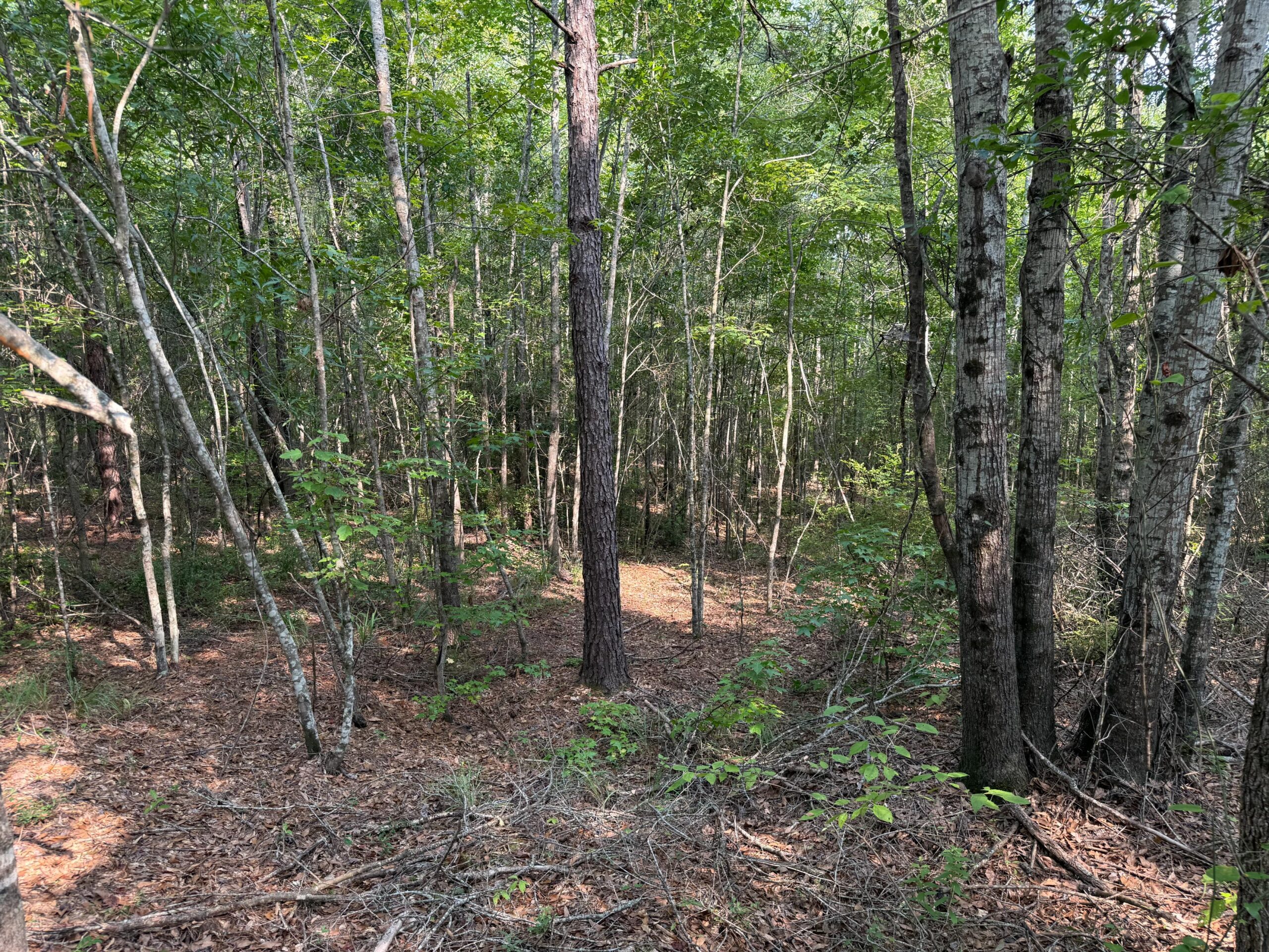 Land For Sale Simsboro LA Lincoln Parish