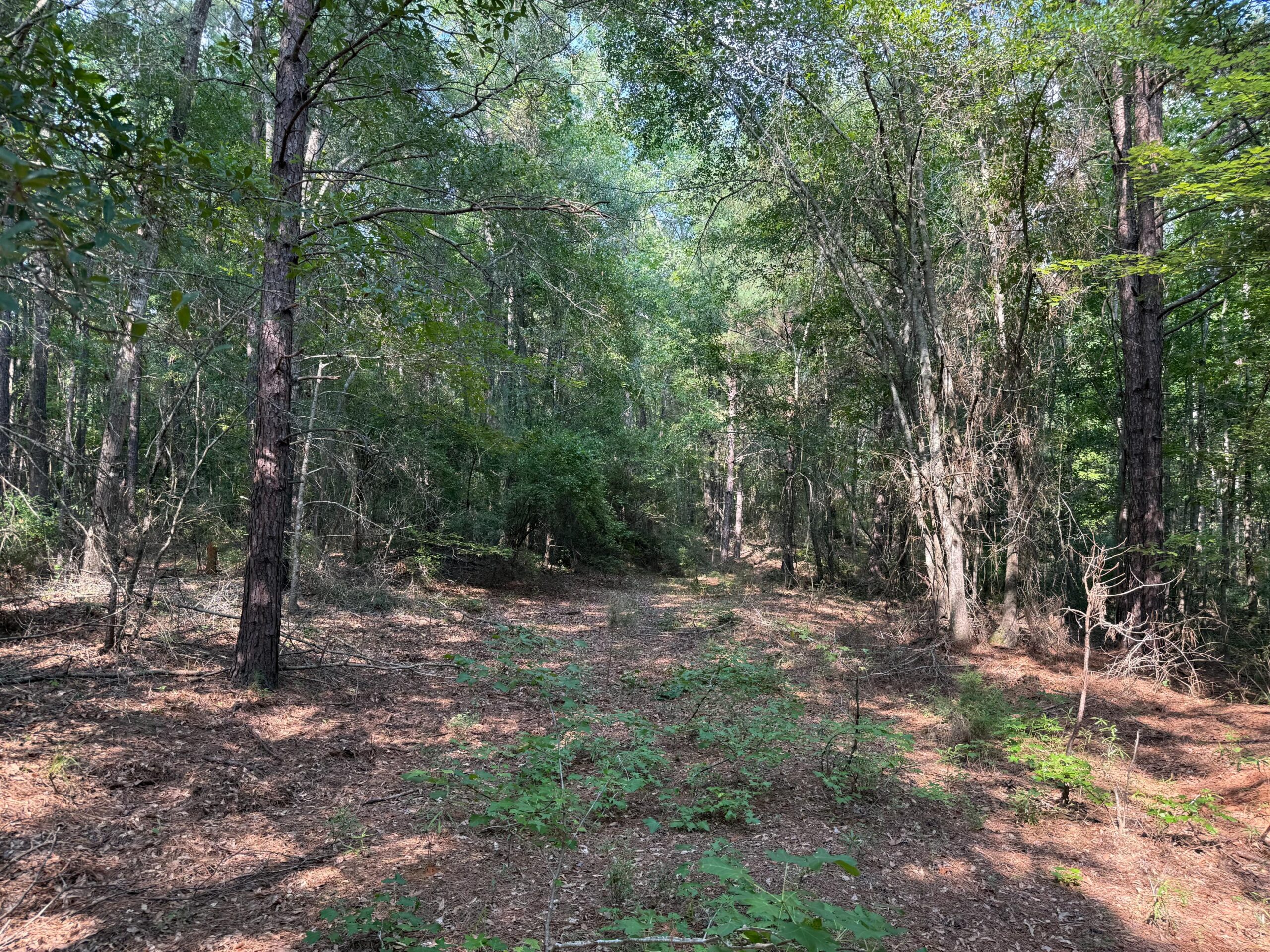Land For Sale Simsboro LA Lincoln Parish