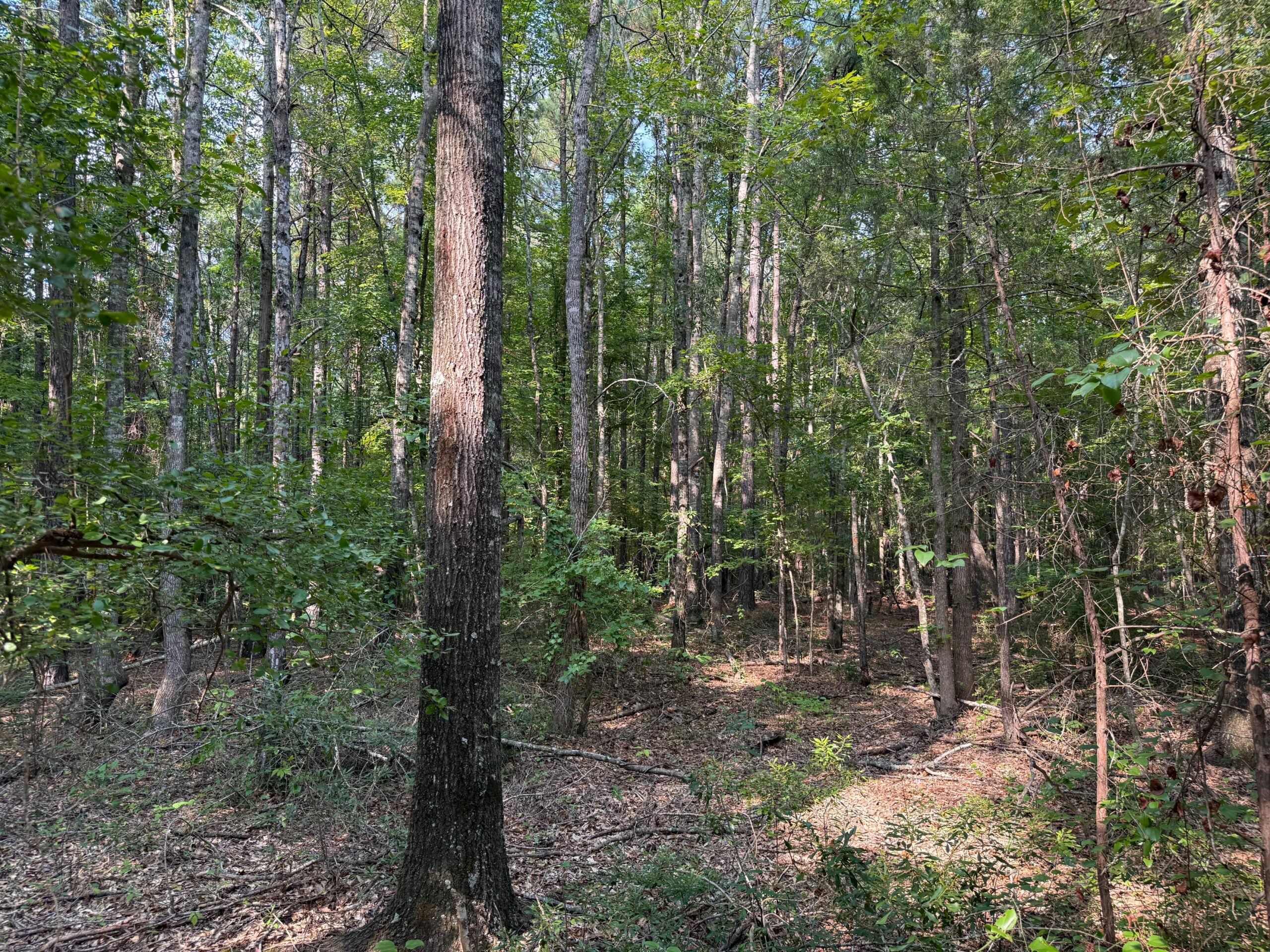Land For Sale Simsboro LA Lincoln Parish
