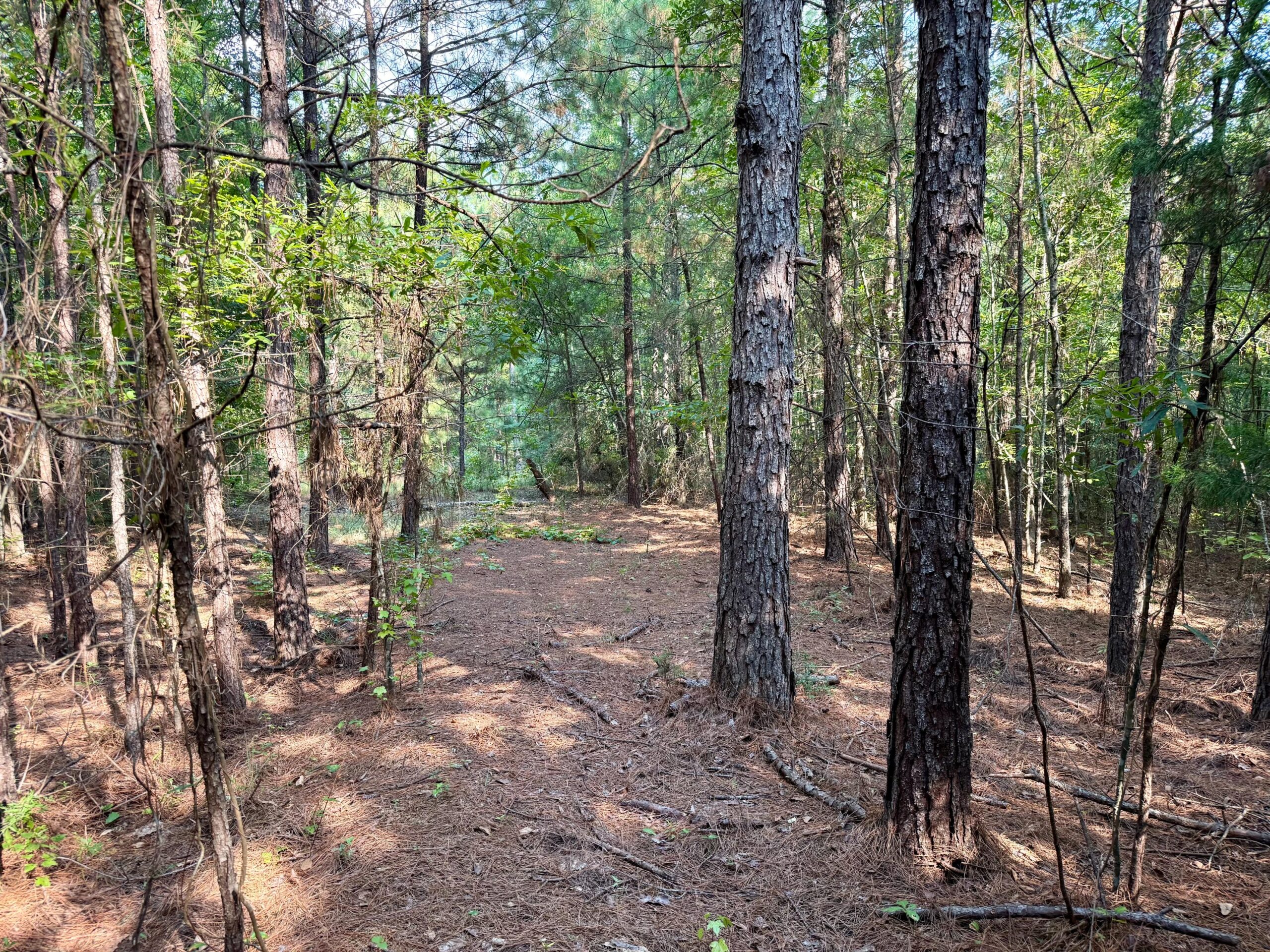 Land For Sale Simsboro LA Lincoln Parish