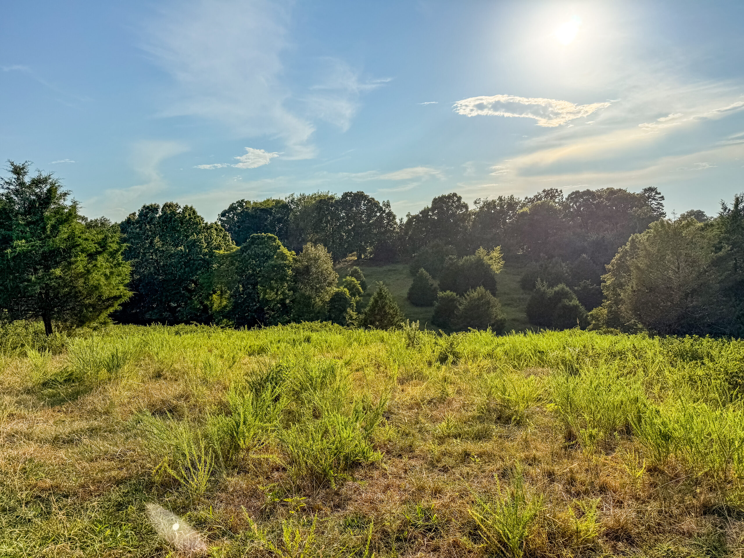 17 Acres Fenced Land with Ponds in Searcy County, Ar for Sale