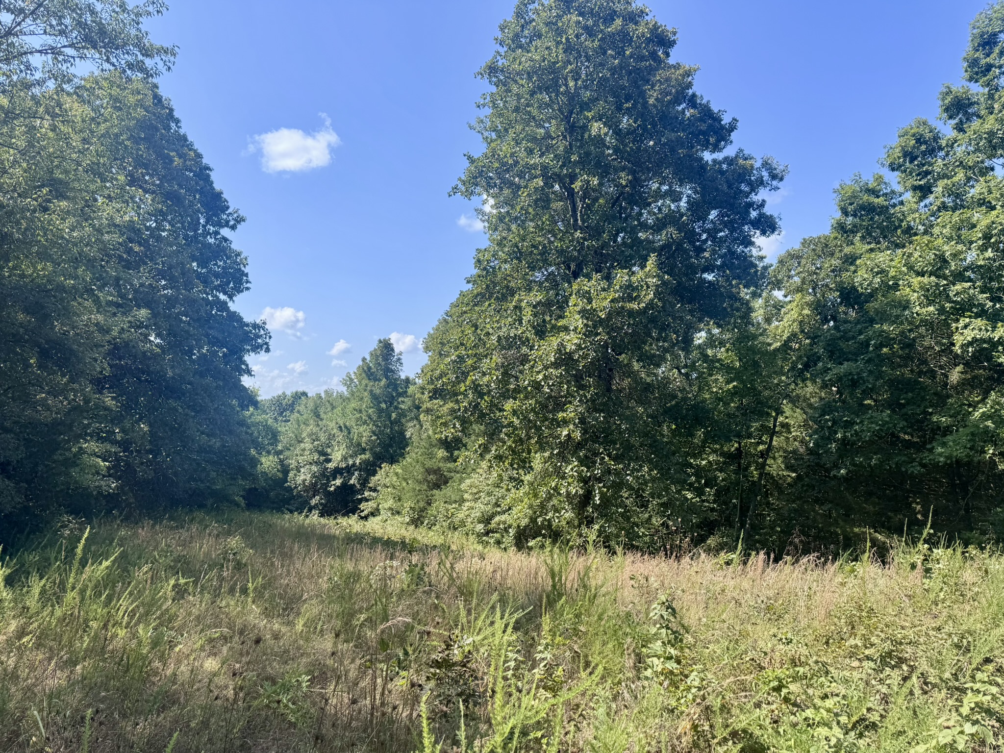 HUNTING LAND WITH CABIN FOR SALE IN NORTH CENTRAL ARKANSAS