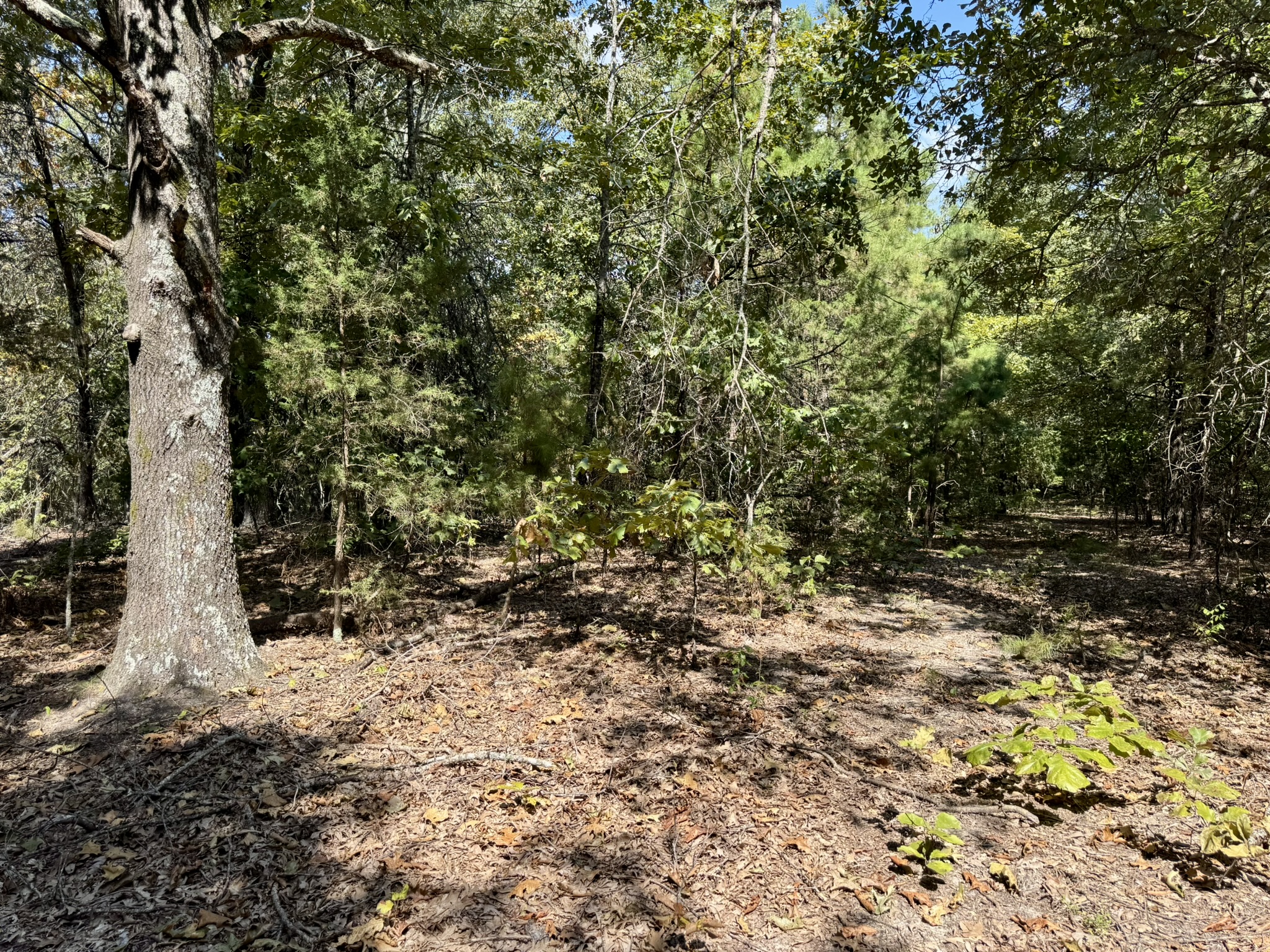 CABIN AND HUNTING LAND FOR SALE IN NORTH CENTRAL ARKANSAS