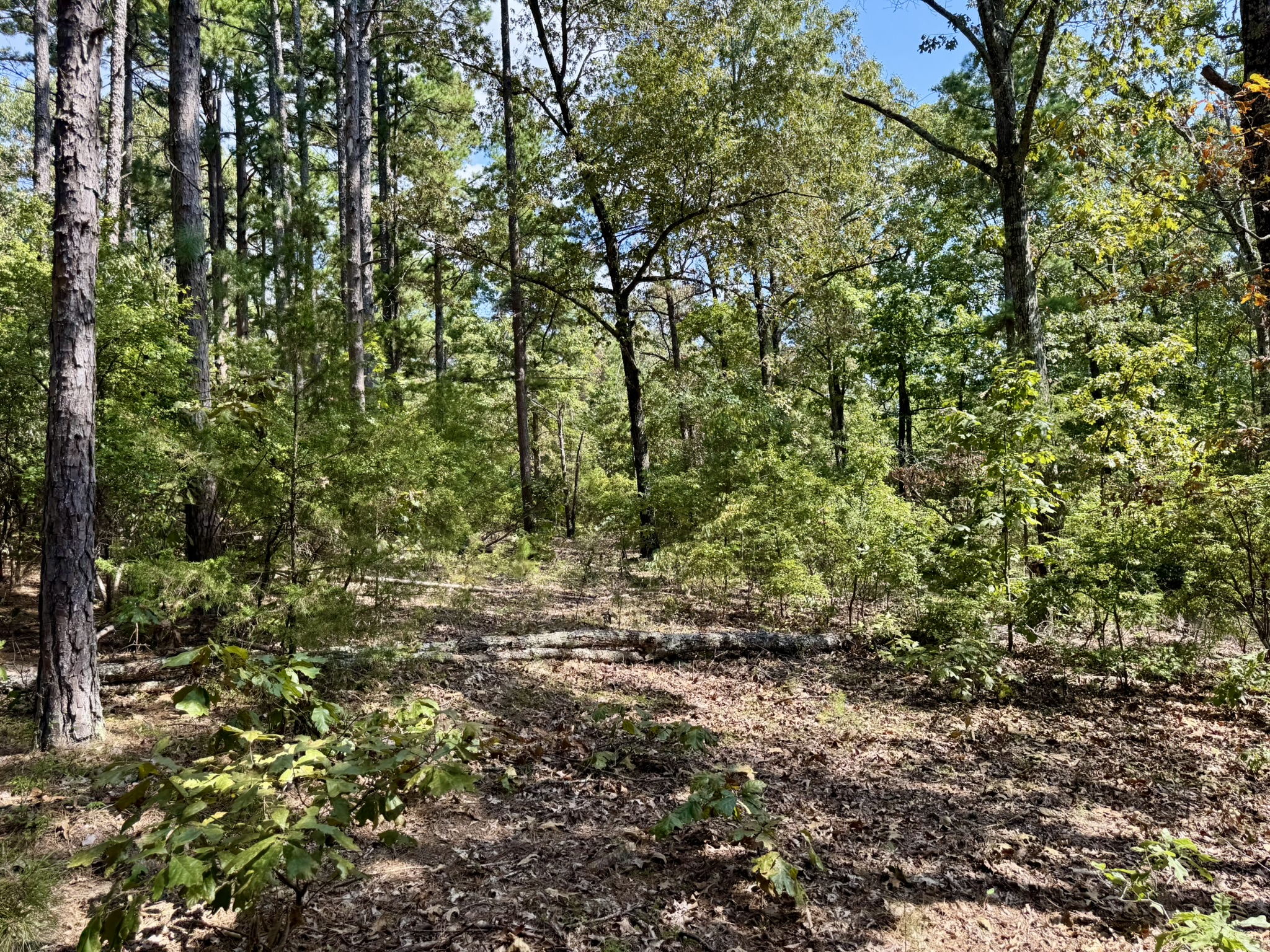 CABIN AND HUNTING LAND FOR SALE IN NORTH CENTRAL ARKANSAS