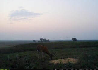 164 Acres – Premier Whitetail Hunting Property | Pratt County, KS