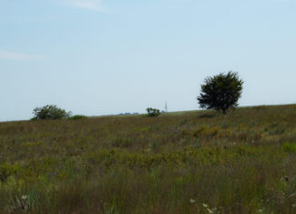 164 Acres – Premier Whitetail Hunting Property | Pratt County, KS