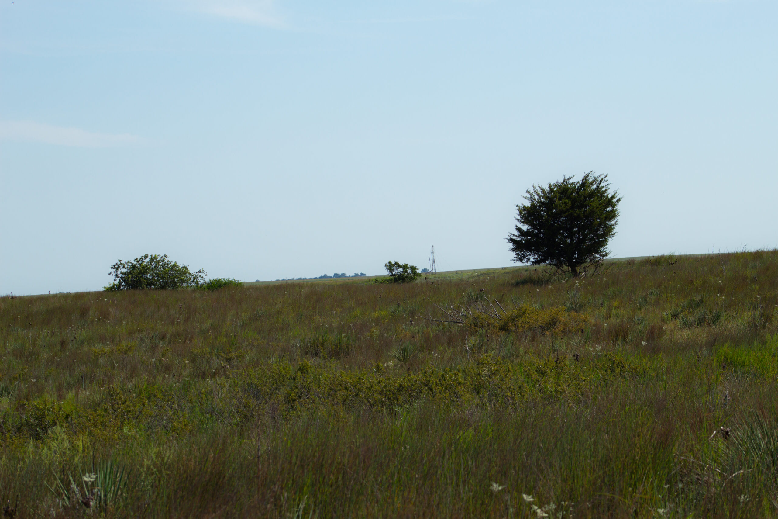 164 Acres – Premier Whitetail Hunting Property | Pratt County, KS