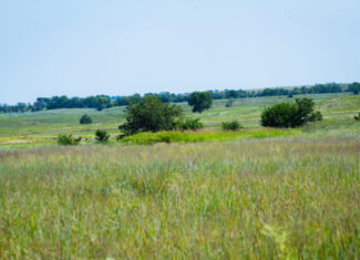 164 Acres – Premier Whitetail Hunting Property | Pratt County, KS