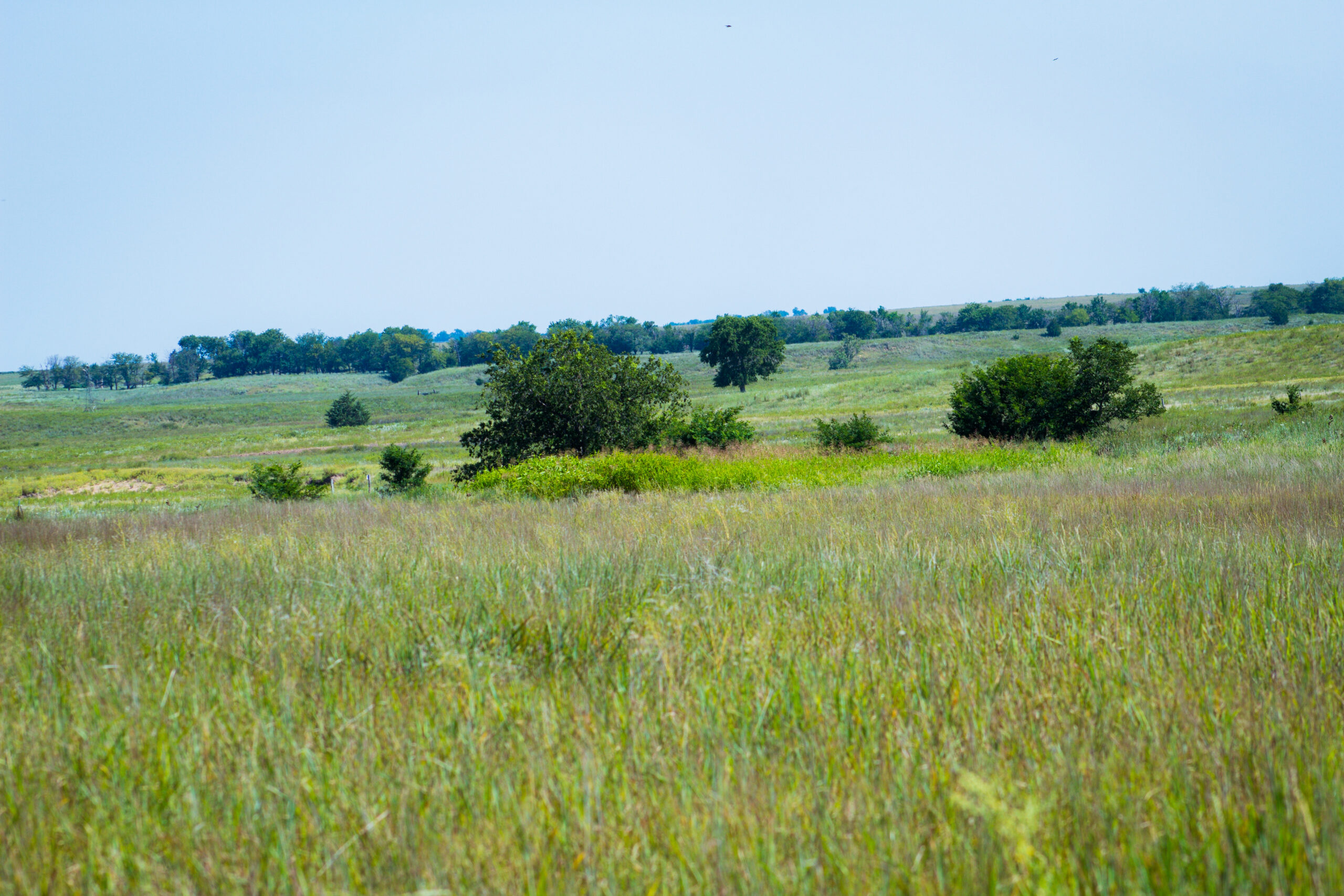164 Acres – Premier Whitetail Hunting Property | Pratt County, KS