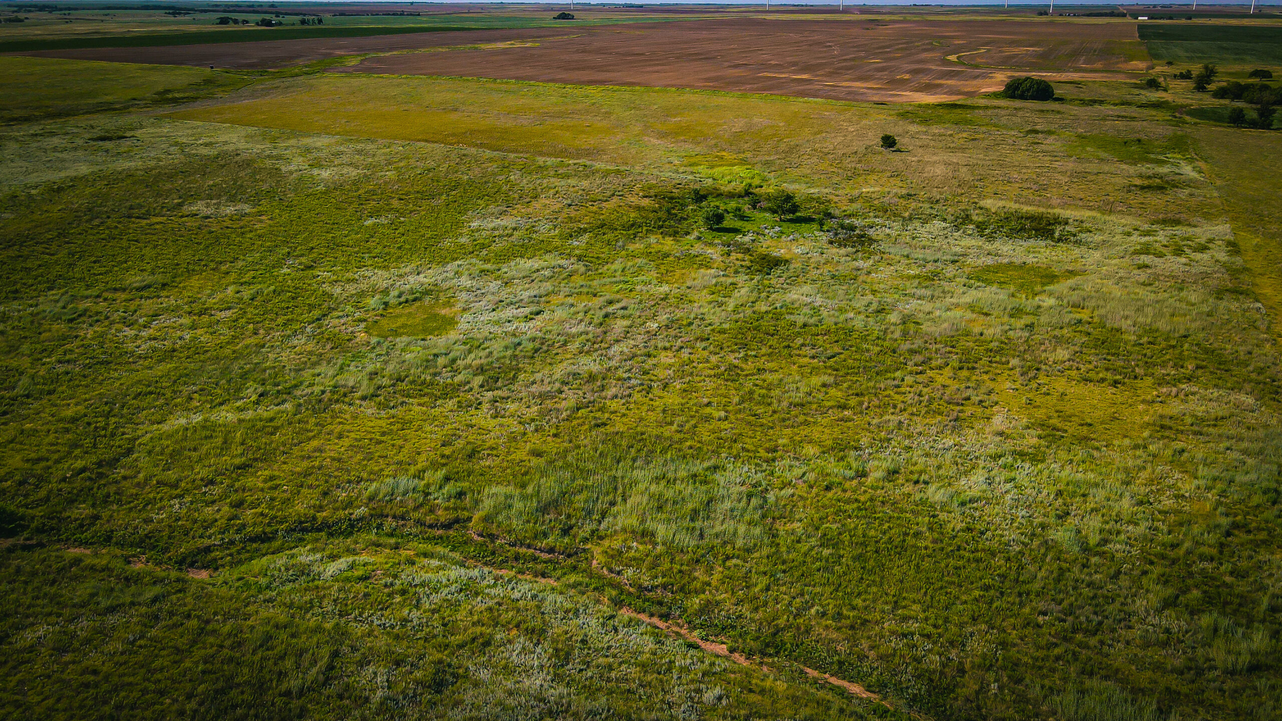 164 Acres – Premier Whitetail Hunting Property | Pratt County, KS