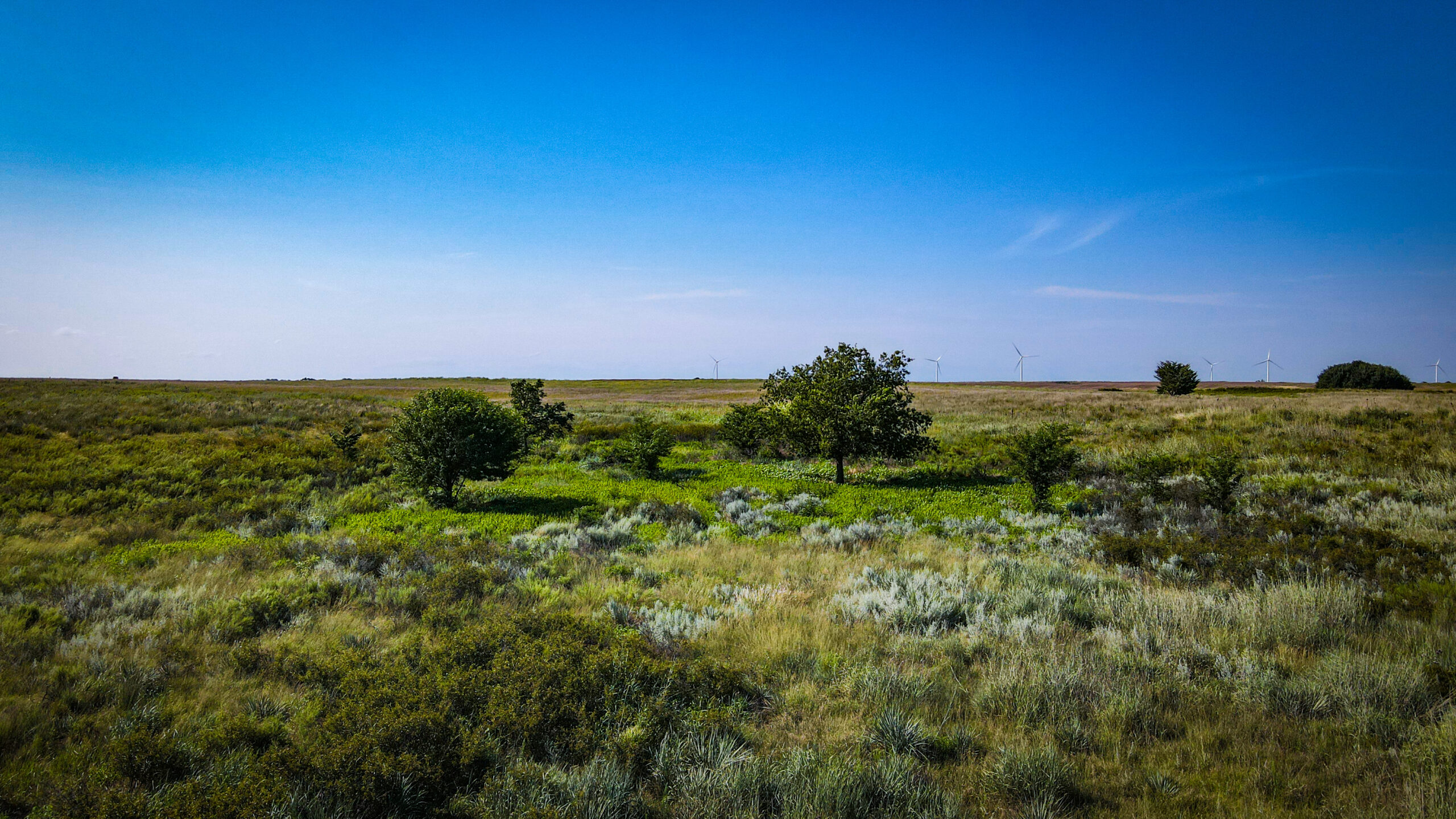 164 Acres – Premier Whitetail Hunting Property | Pratt County, KS