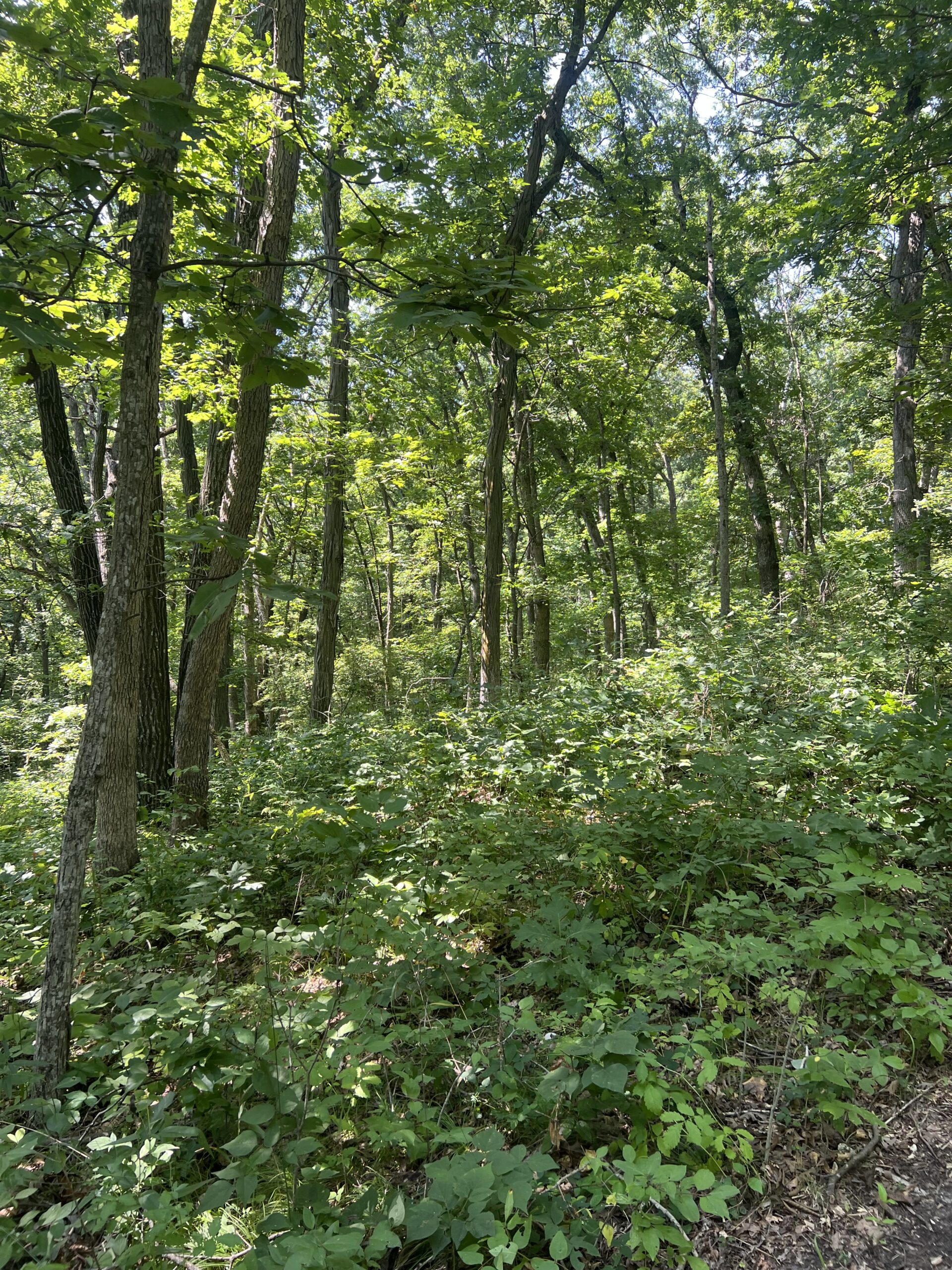 Country Home with 20 m/l acres in Putnam County, MO