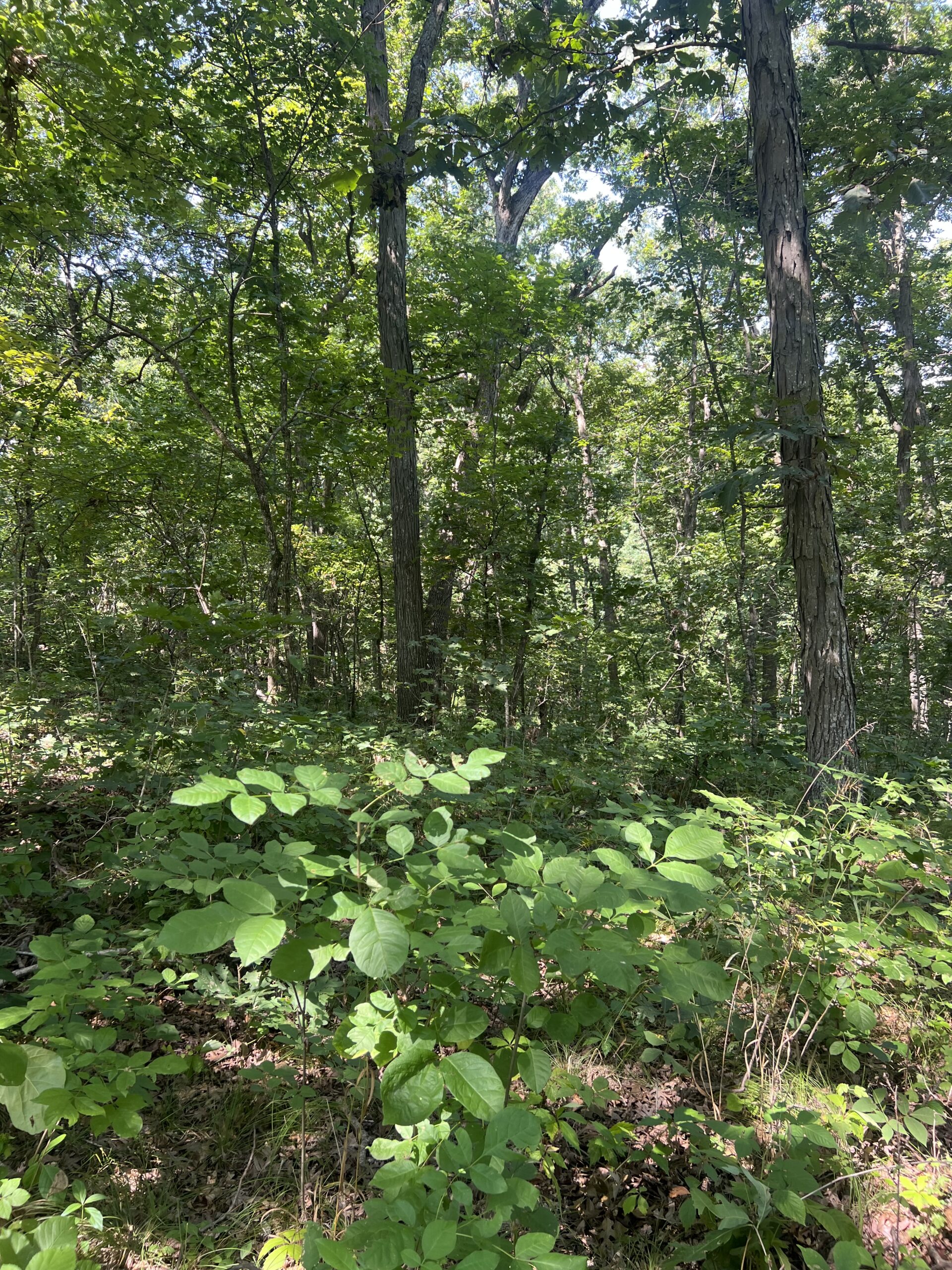 Country Home with 20 m/l acres in Putnam County, MO