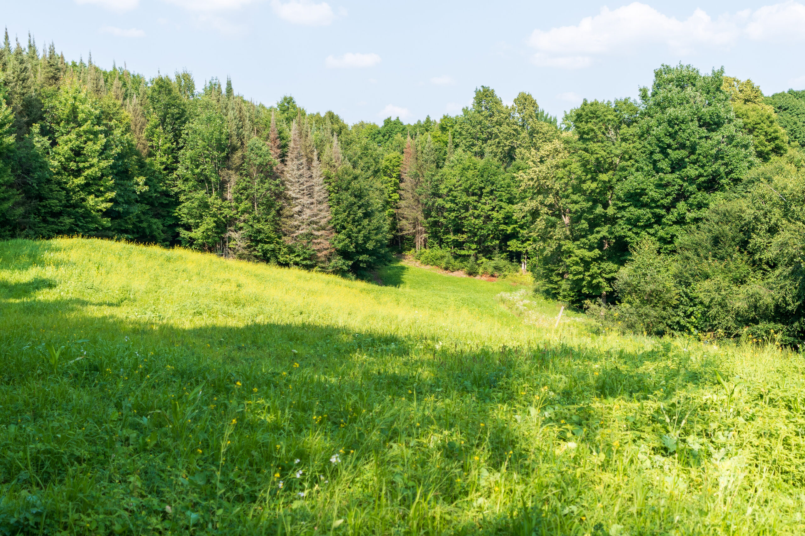 Lakefront Acreage With Cabin For Sale in Northern Wisconsin