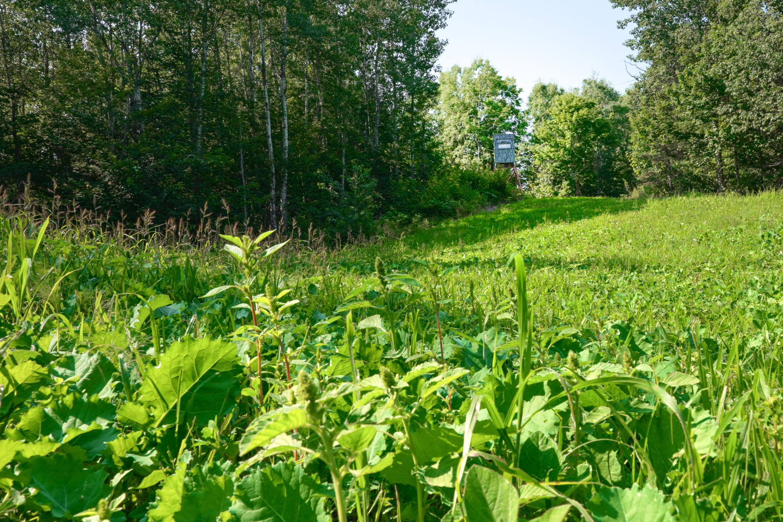 Lakefront Acreage With Cabin For Sale in Northern Wisconsin