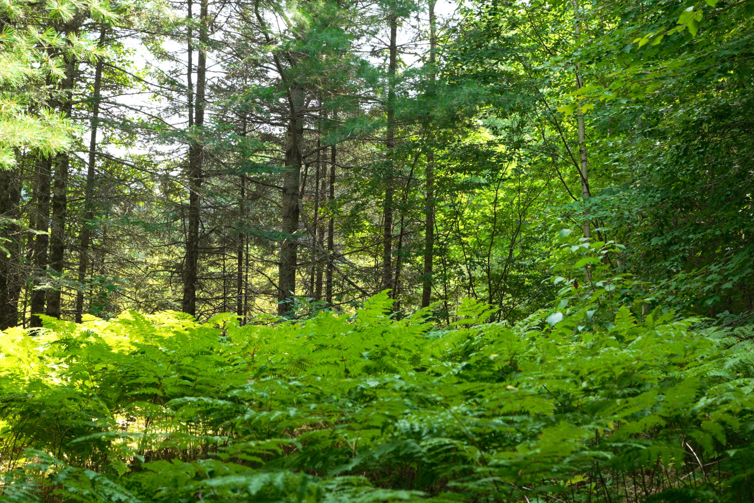 Lakefront Acreage With Cabin For Sale in Northern Wisconsin