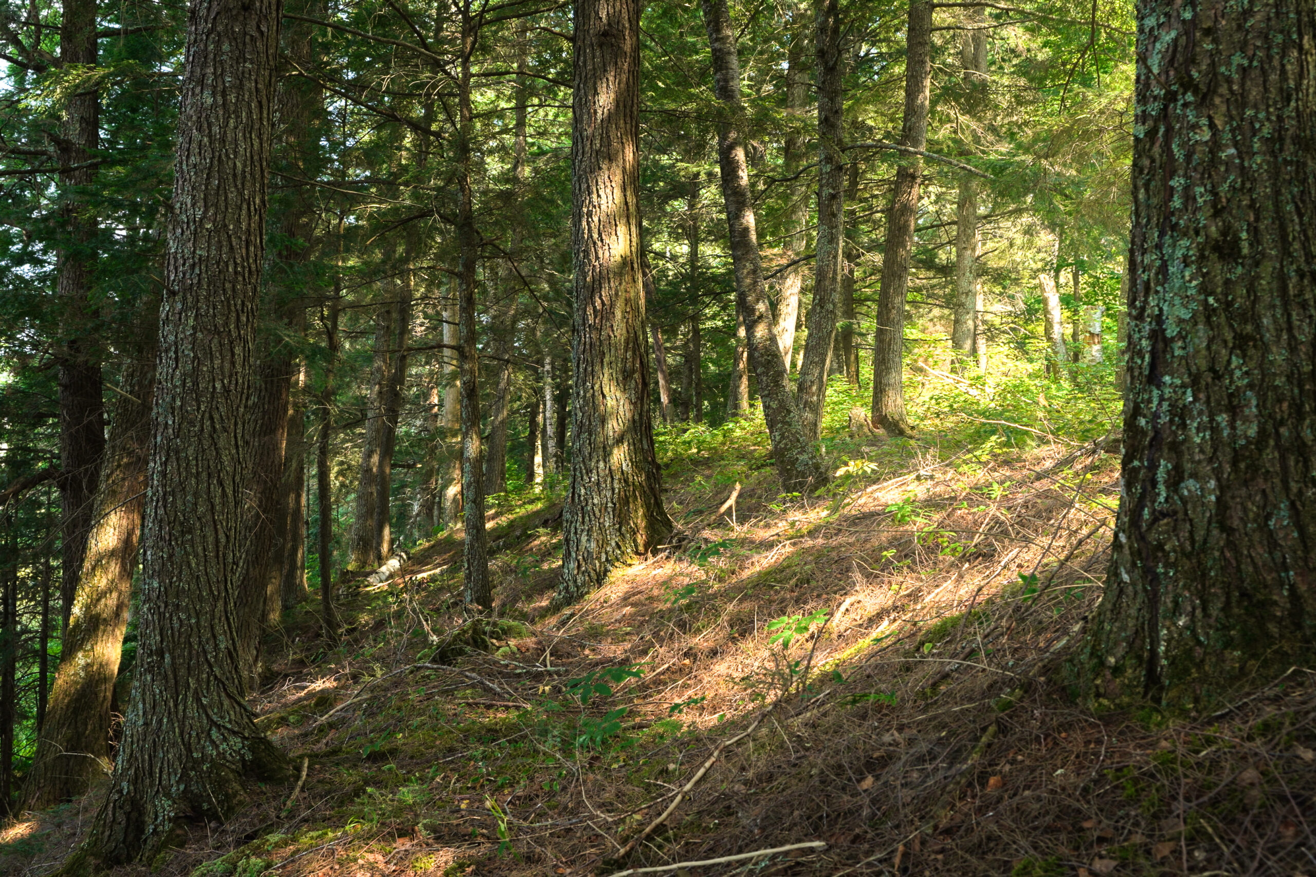 Lakefront Acreage With Cabin For Sale in Northern Wisconsin