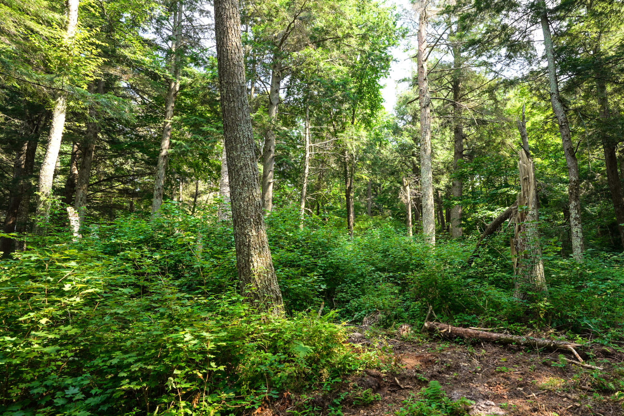 Lakefront Acreage With Cabin For Sale in Northern Wisconsin