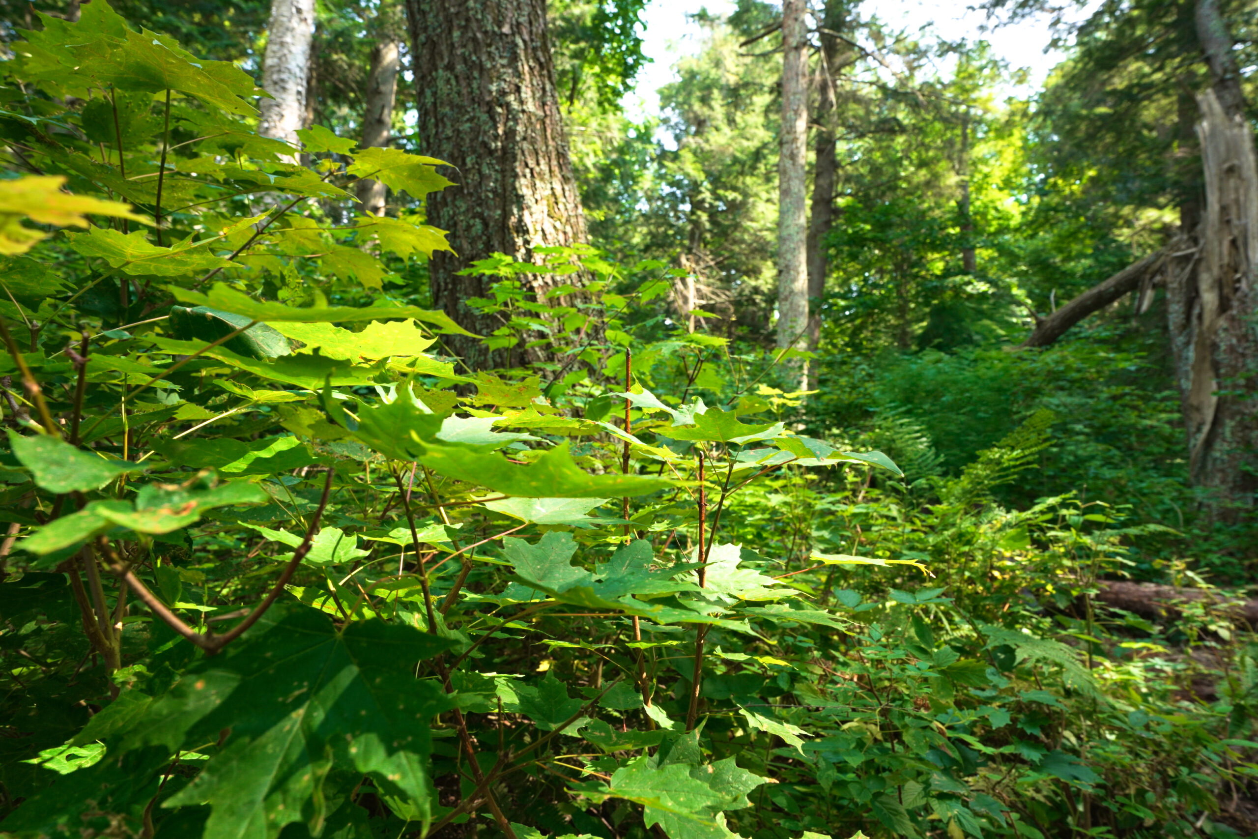 Lakefront Acreage With Cabin For Sale in Northern Wisconsin