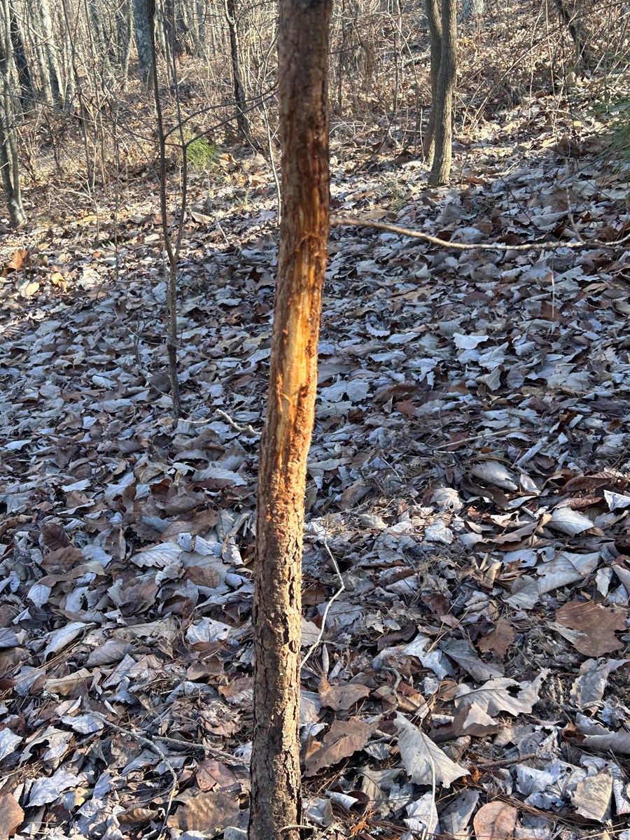 40 Acres of Harwood Timber in Talladega, Alabama