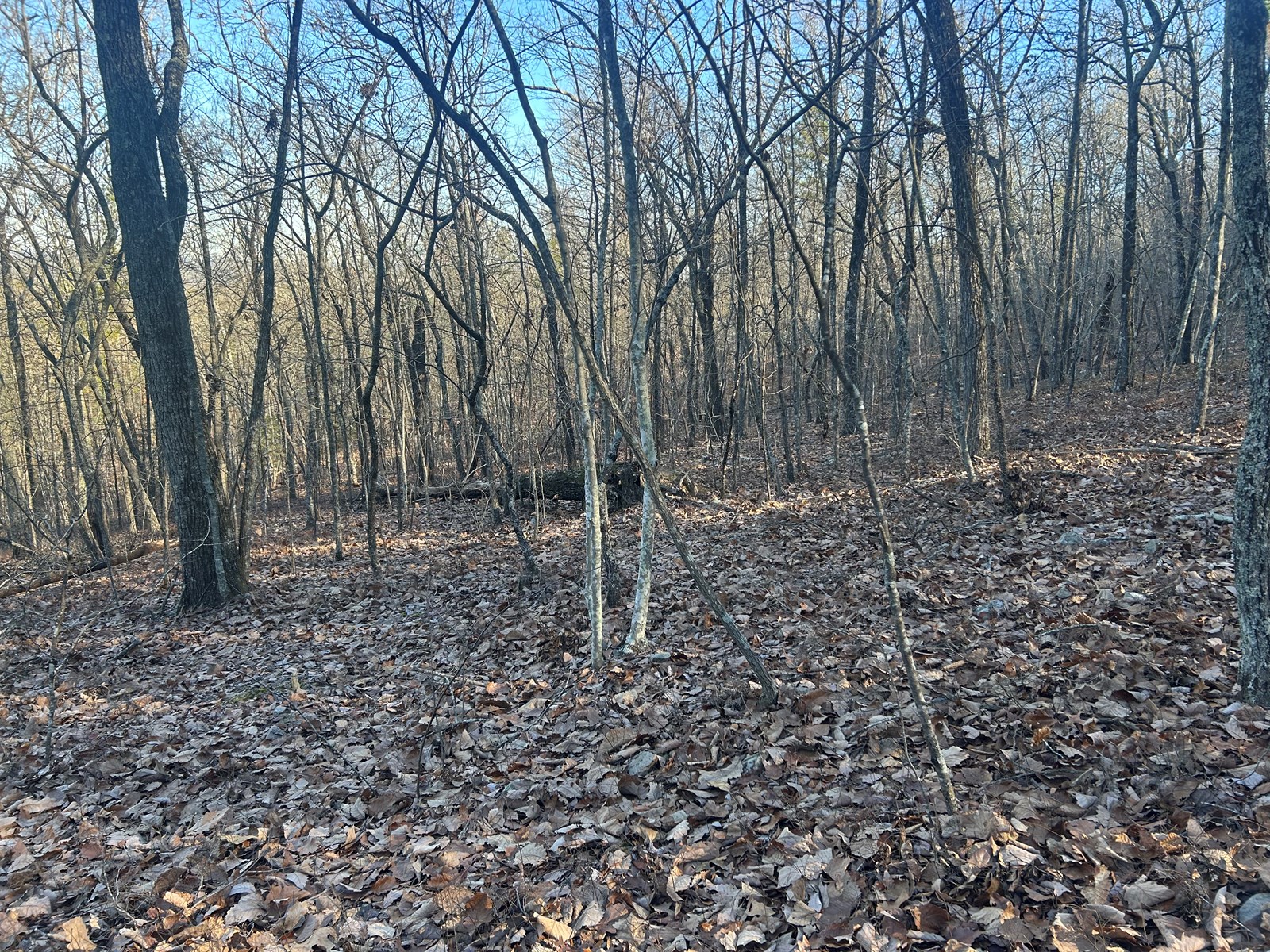 40 Acres of Harwood Timber in Talladega, Alabama